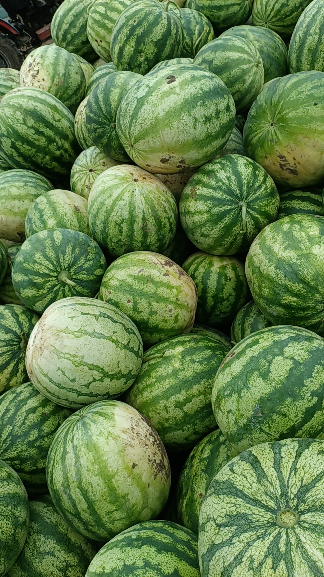 内蒙古通辽市开鲁东风镇双林村的沙地打瓜嘎嘎甜