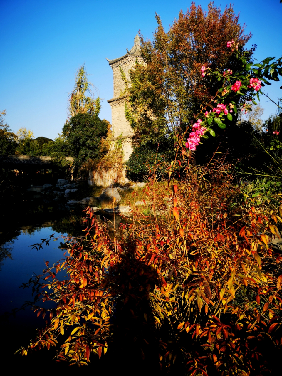 尤家花园秋色 阜阳市颖上县 午后阳光正好,颖上县尤家花园美得让人