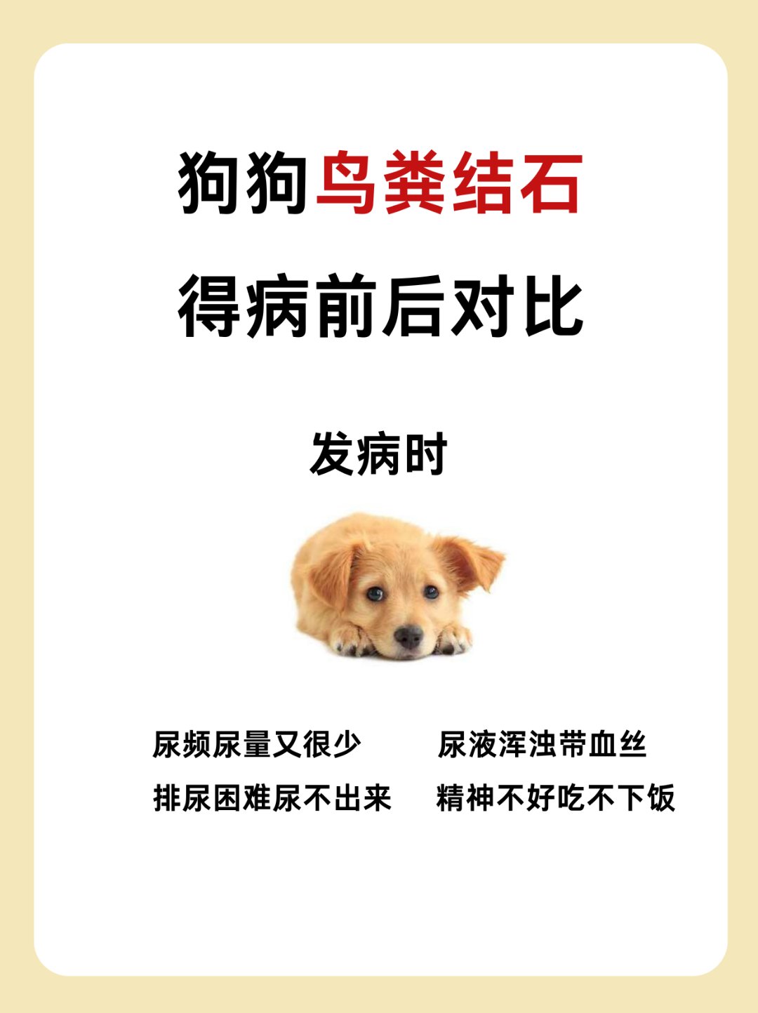 狗狗鸟粪石   #鸟粪石结晶 #狗狗结石#狗狗尿结石