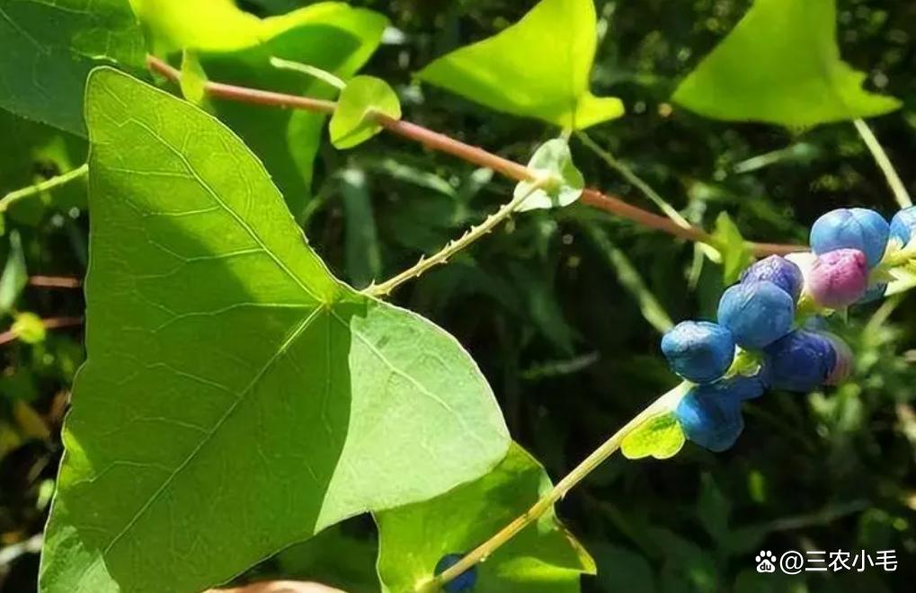 大家这种植物都认识吧,藤蔓上长满了细小的倒刺,如果人畜从它附近经过