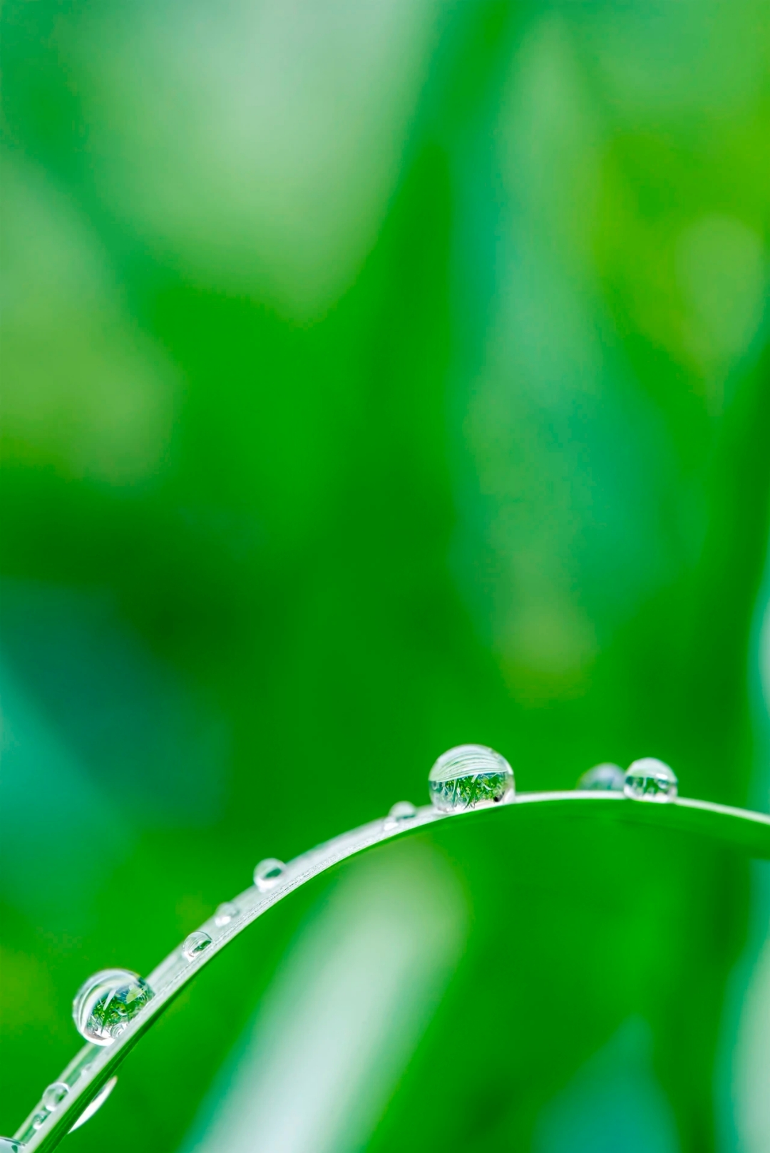 绿色光芒在哪，绿色光芒在哪里收集