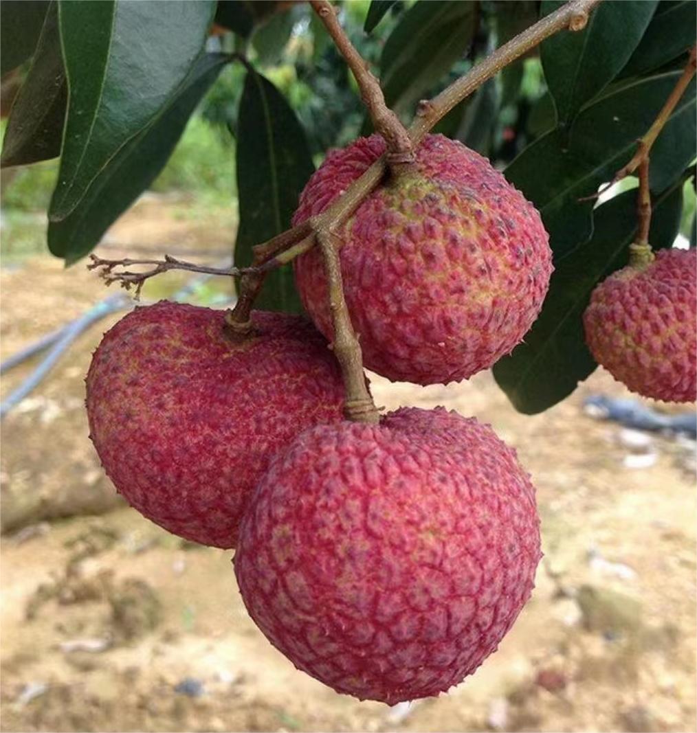 ai共创计划#香山鸡嘴荔,以果大,皮艳,肉爽,味甜,核小而驰名,是荔枝中 