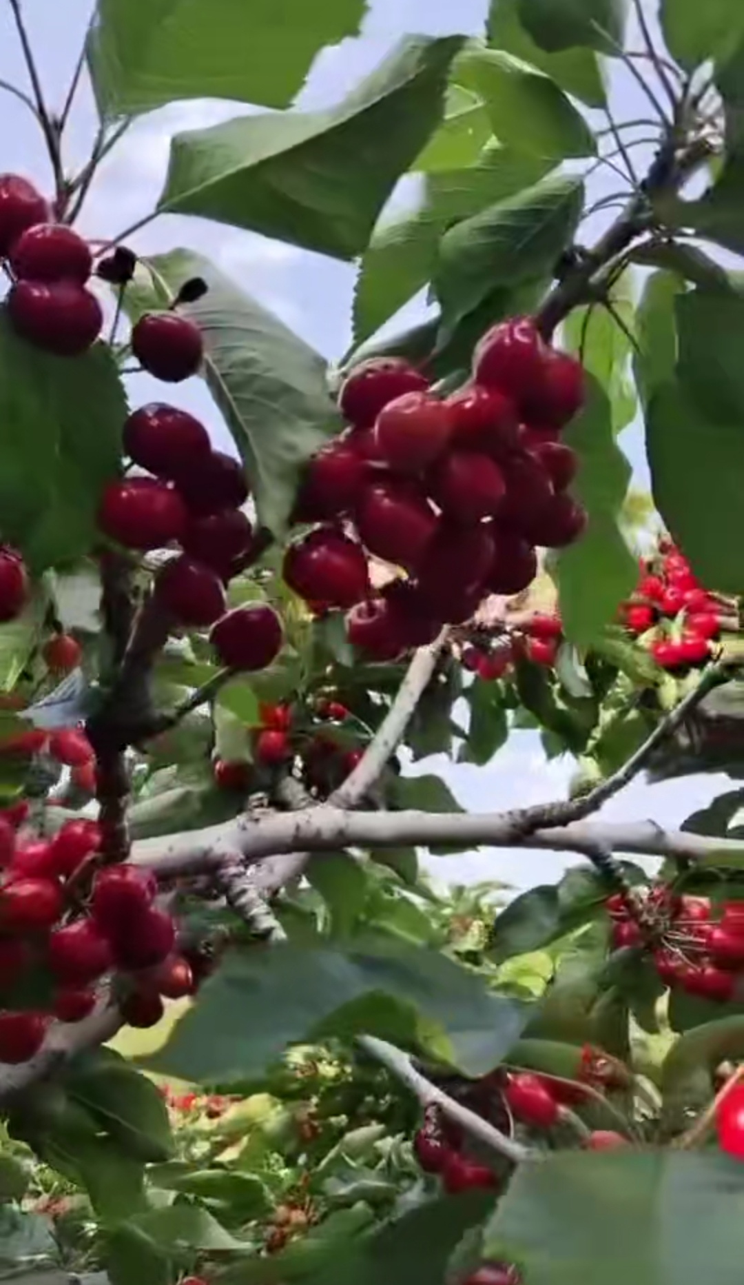 优化品种结构:种植不同成熟期,不同特色的樱桃品种,避免单一品种贾行