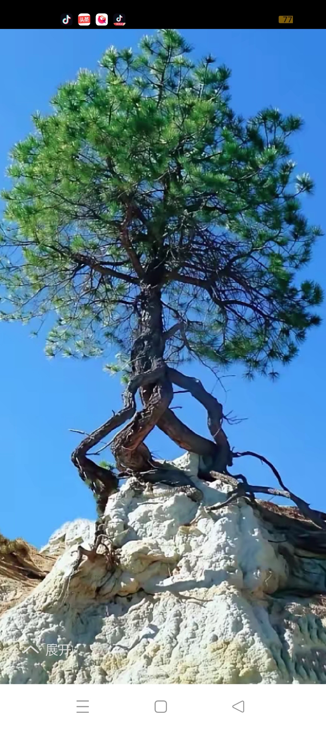 生命力,生长力,特别顽强的树,人也应该学习这种顽强拼搏的精神,何愁打