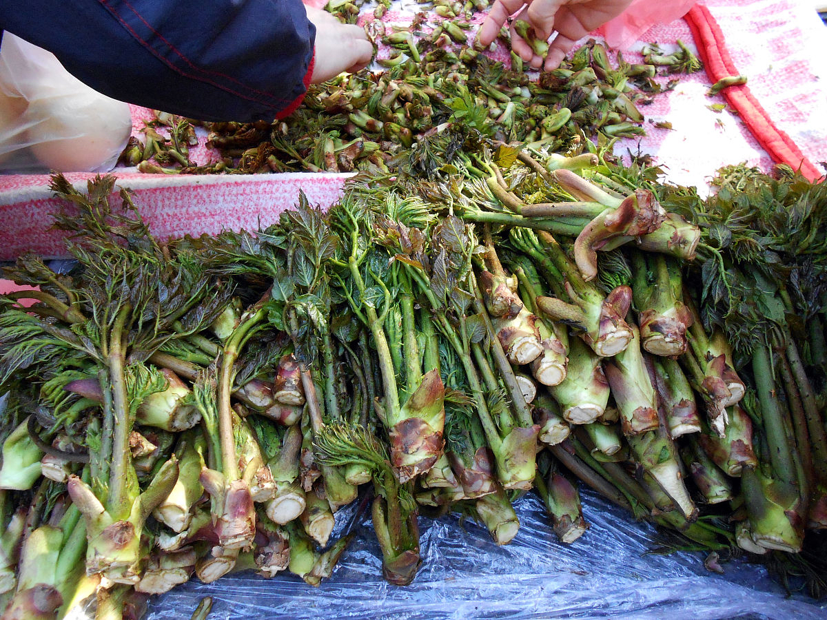 广西常见的野菜图片