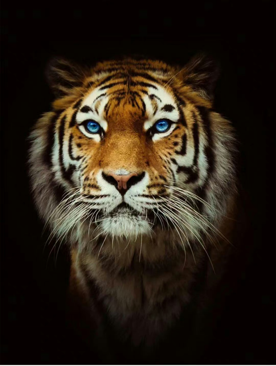 老虎的画法眼睛图片
