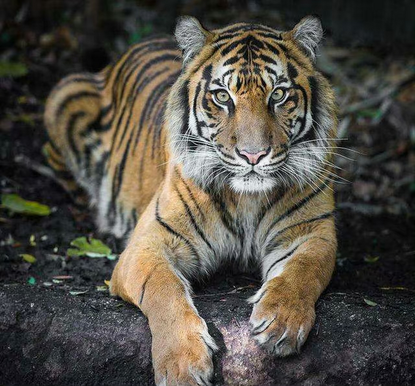 藏医有个说法 抑郁的人可以 多看老虎的眼睛 会画画的 可以自己画试试