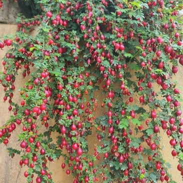 和闺蜜去山坡上溜达,瞧见好多红彤彤的果子,那颜色可诱人了,看着就忍