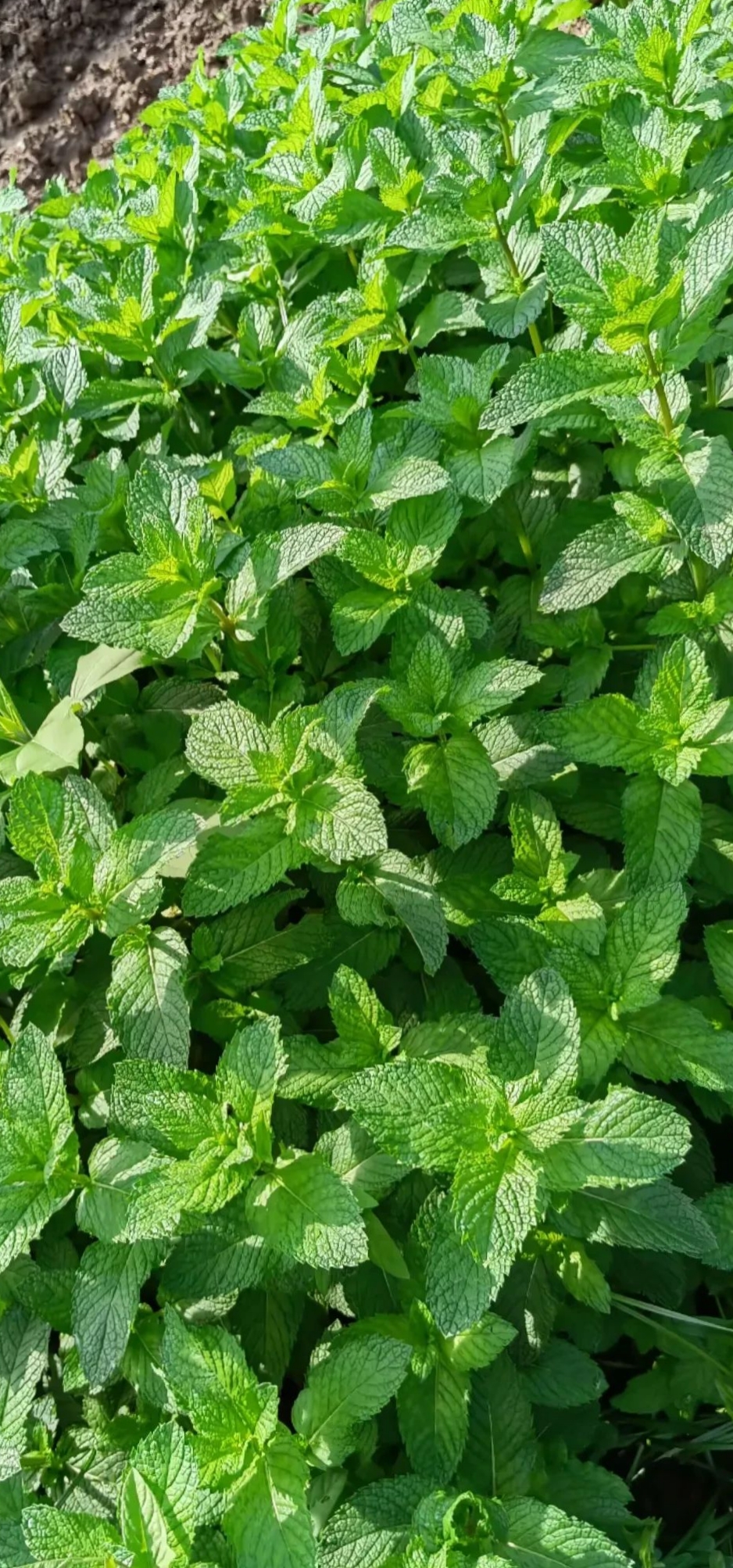 薄荷别名蕃荷菜,夜息花,属唇形科多年生草本,茎四棱叶卵形,揉搓有清凉
