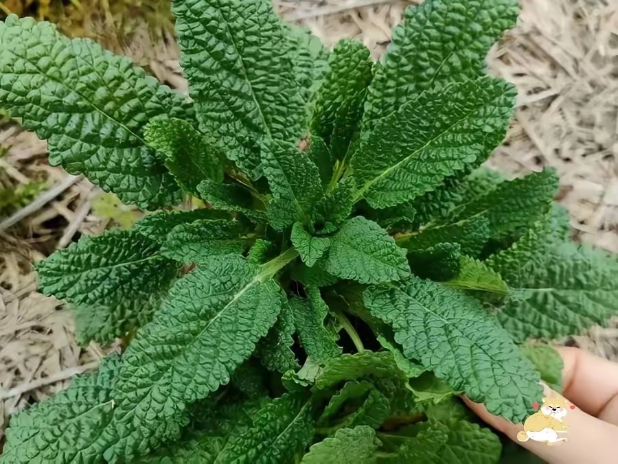 认得出这草药吗# #野菜清热解毒