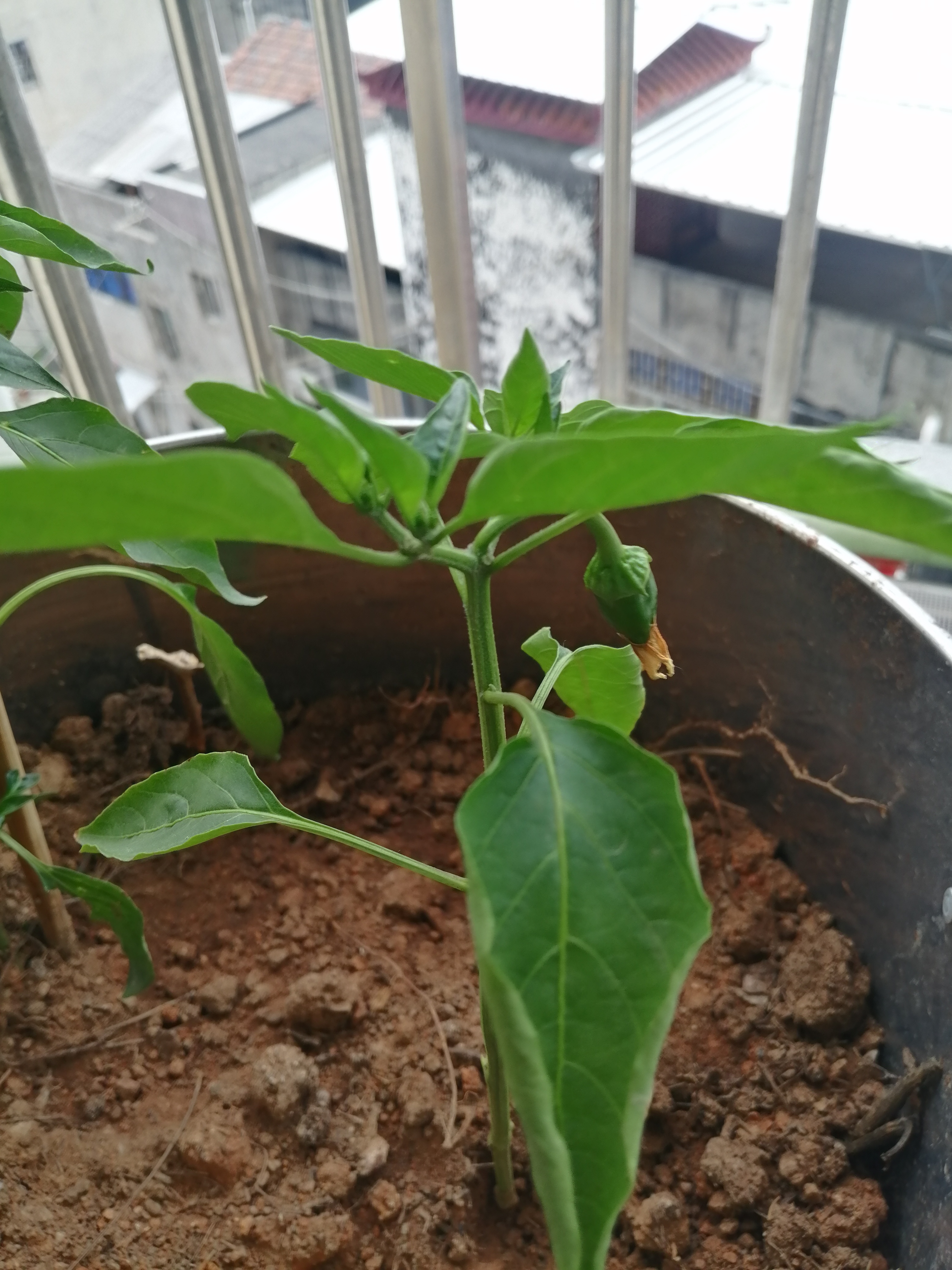 这刚发芽的两棵小苗,貌似是去年的辣椒籽掉落发的芽,等它们长大了