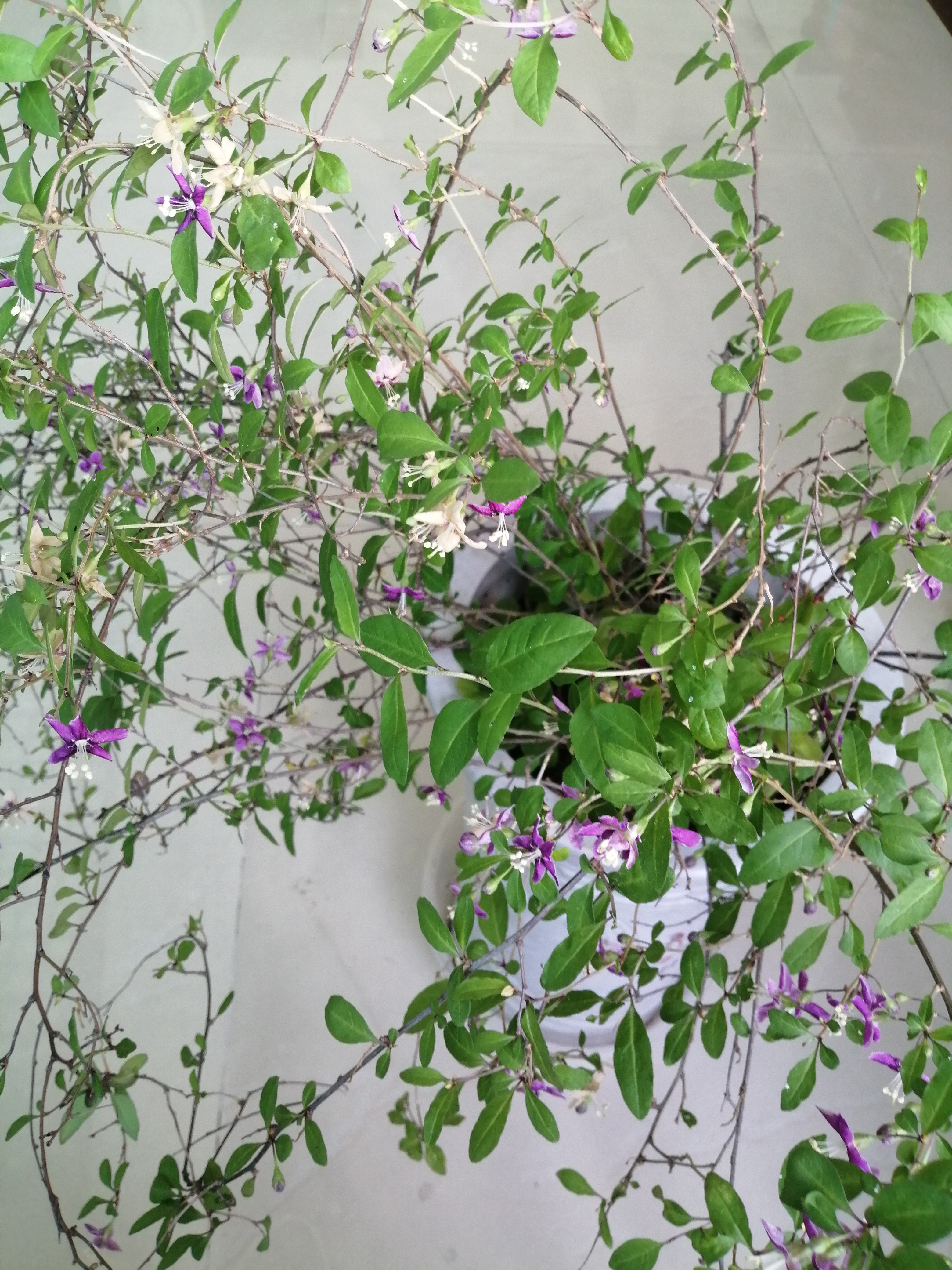 我家阳台上的枸杞树又开花了,惊喜!