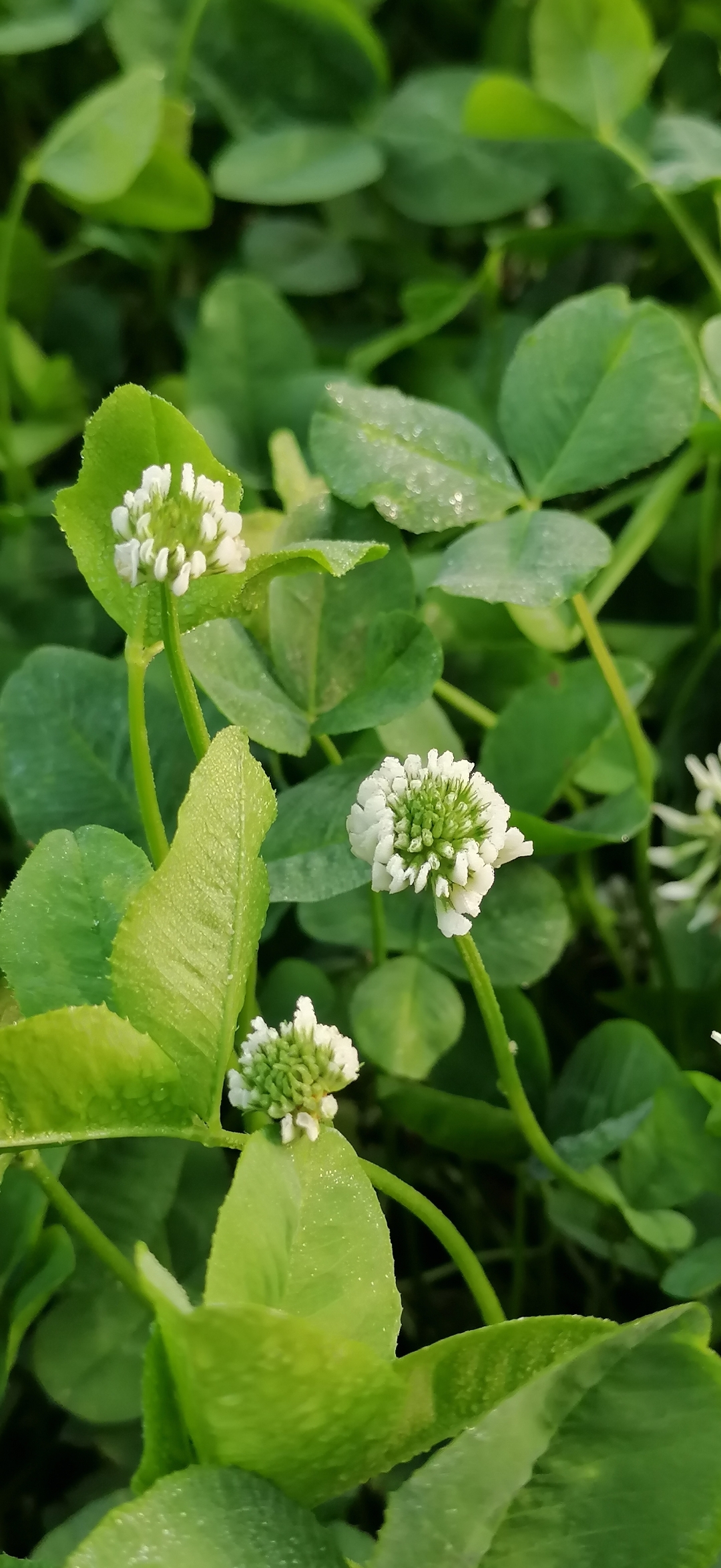 百花车轴草图片