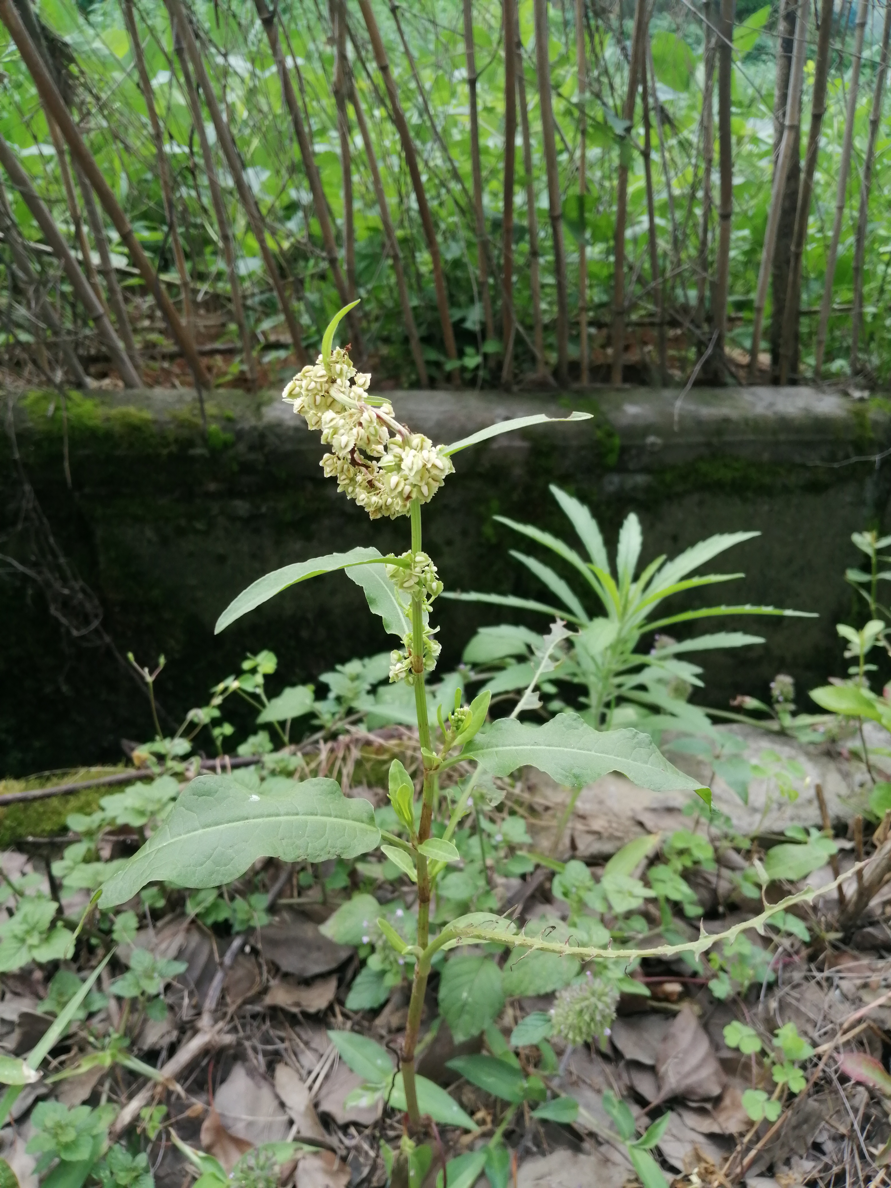 牛黄草植物图片图片