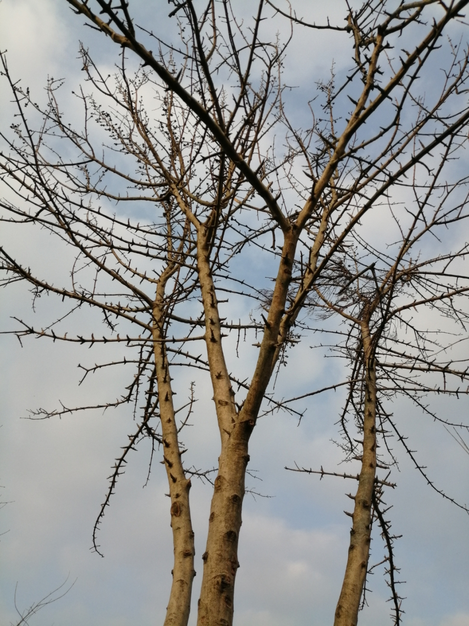 我的植物朋友# 冬天的"对节白蜡",叶子掉光了,浑身的木刺,有种生人勿