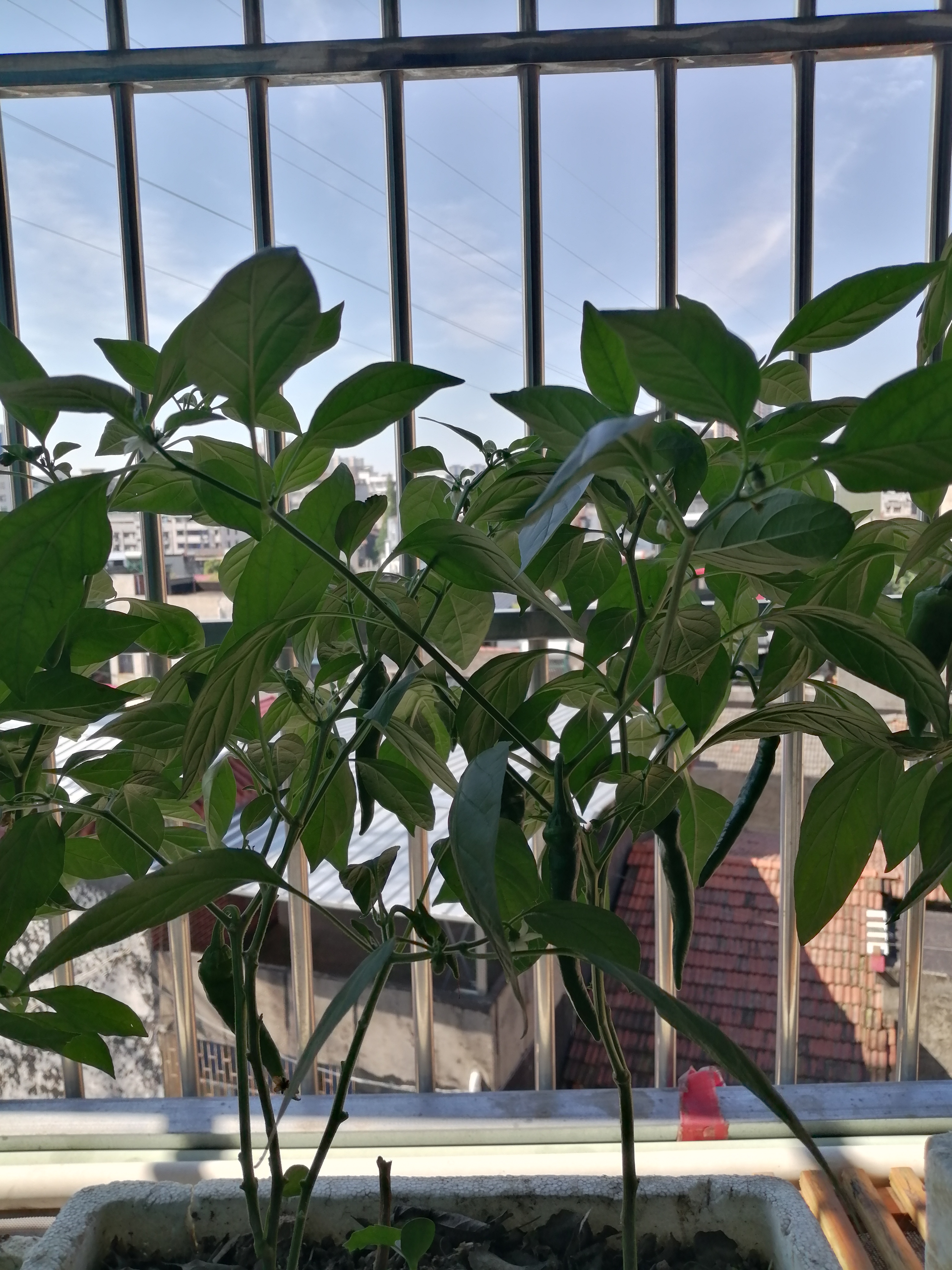 我阳台上种的几株辣椒苗,都结了辣椒,作为配菜,已