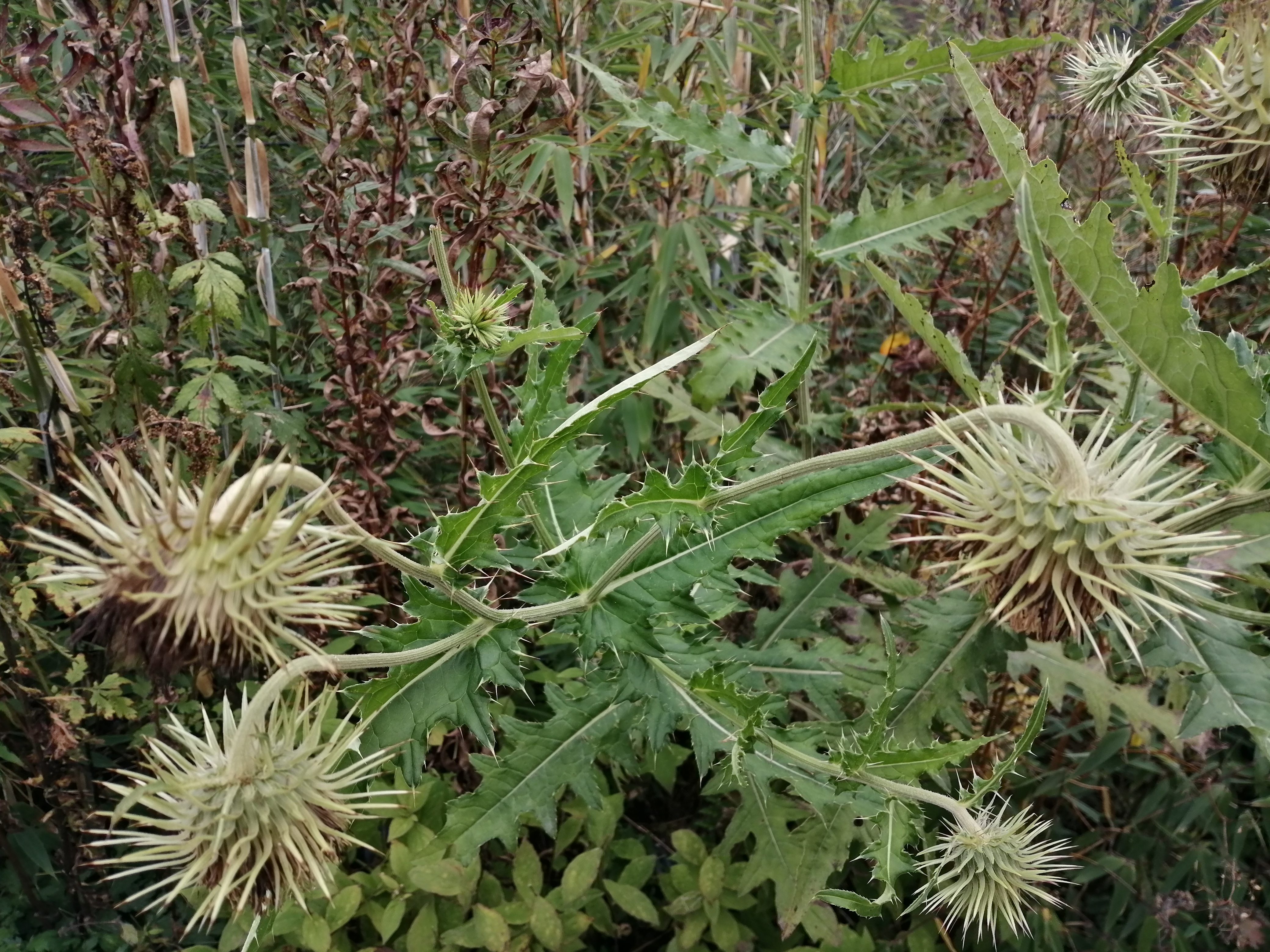 花果山绝刺图片