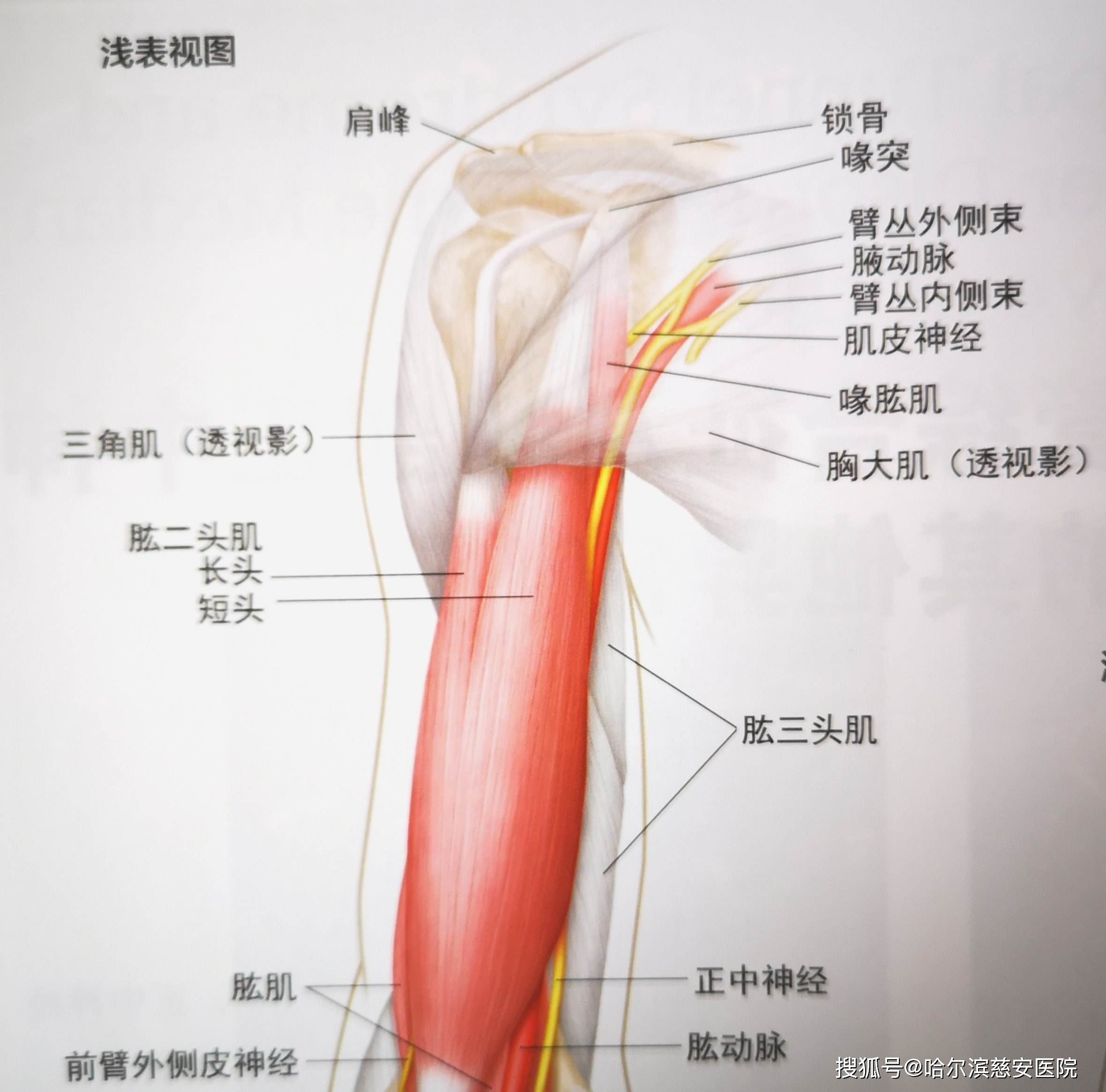 肱二头肌长头腱炎康复图片