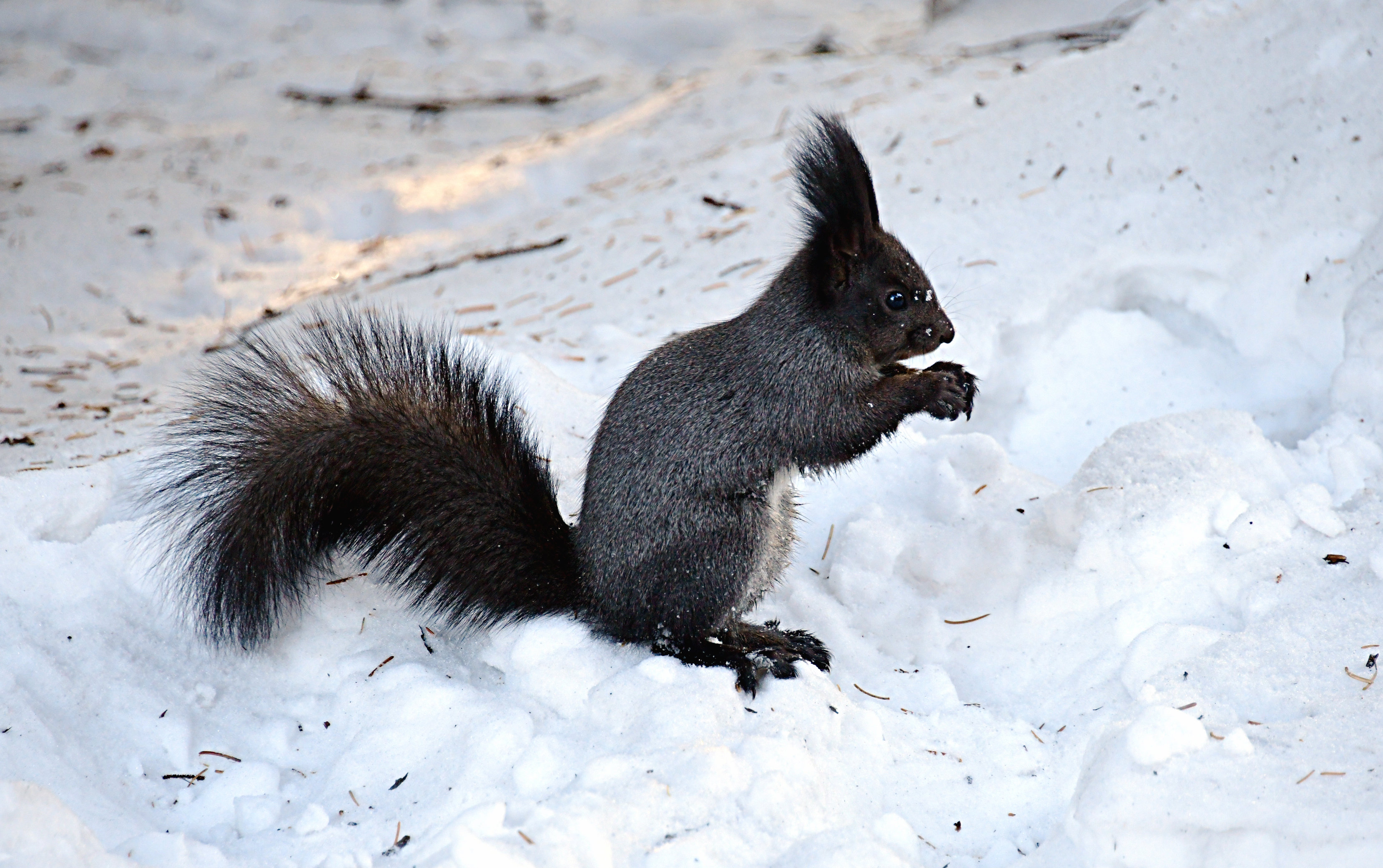 图片雪地松鼠黑狗子松鼠东北黑松鼠冬天松鼠照片黑松鼠百科全黑松鼠