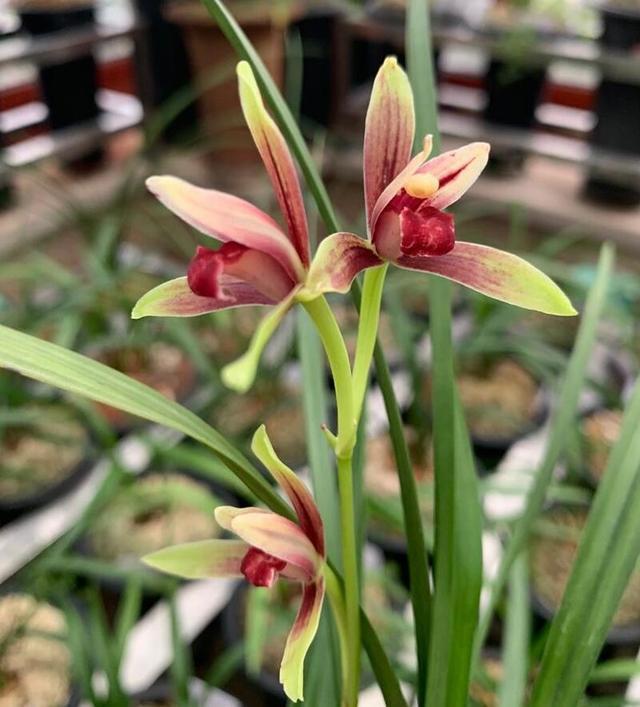 建兰中最为高贵的品种就是国魂兰花, 它被称之为国兰第一红.