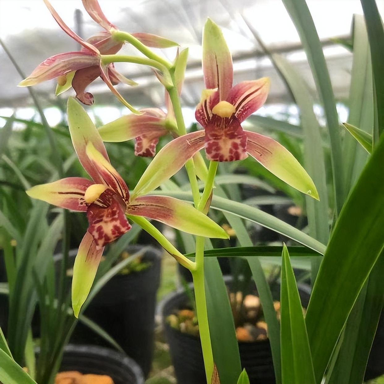 建兰中最为高贵的品种就是国魂兰花, 它被称之为国兰第一红.