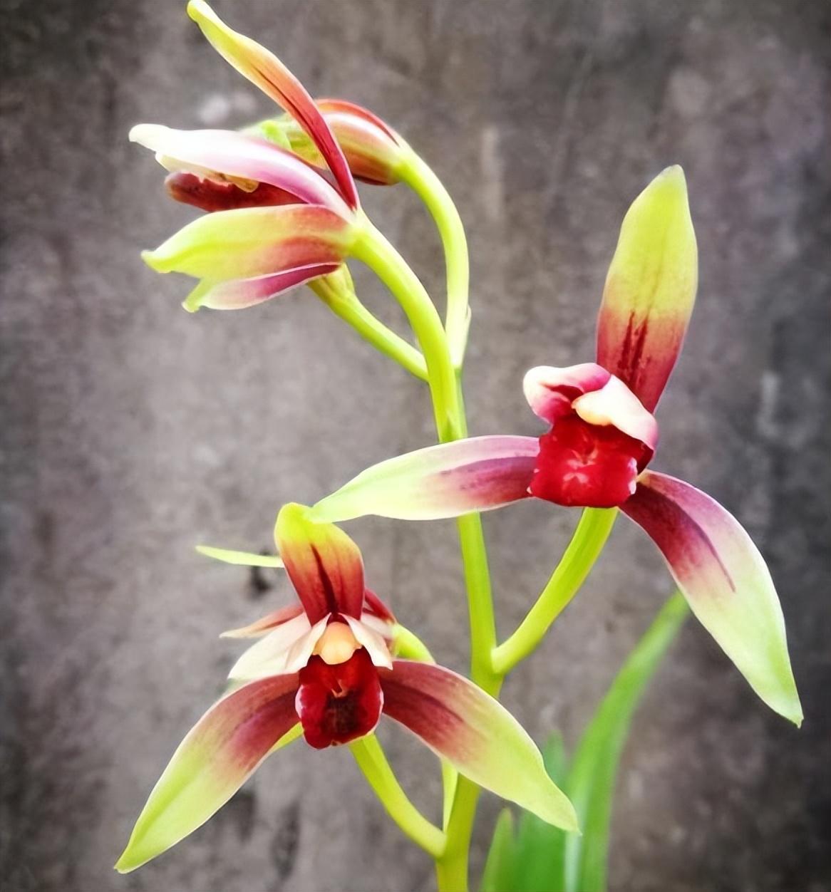 建兰中最为高贵的品种就是国魂兰花, 它被称之为国兰第一红.