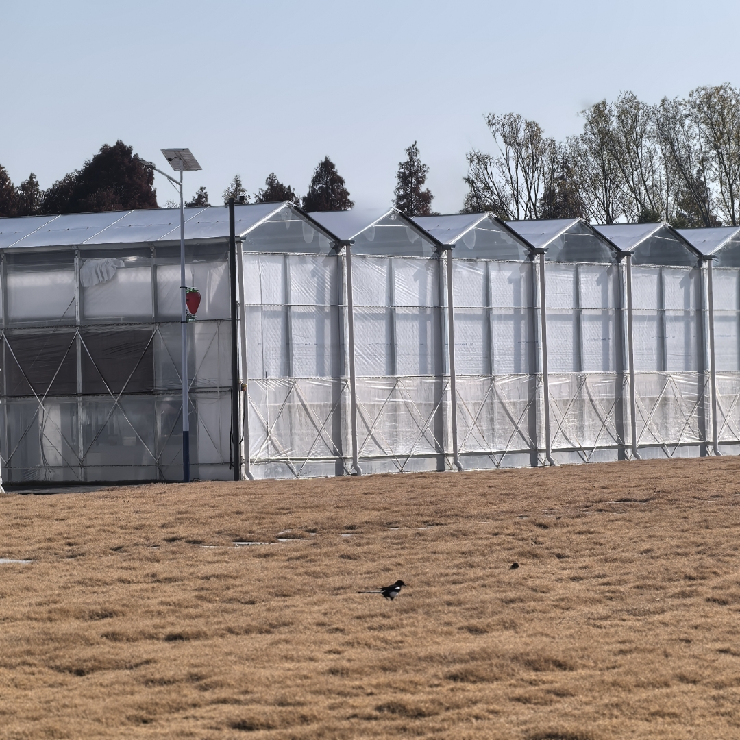 冬日暖阳下,温室大棚旁,我的随手拍,简洁明了,生活化,多使用表情包,只