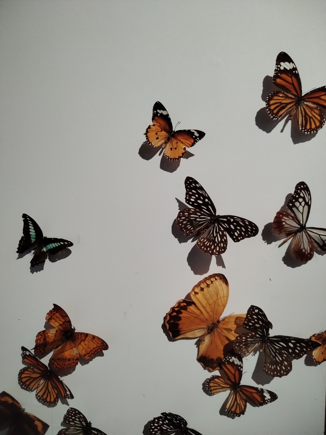 一,在那个年代,电影似乎也是梦开始的地方 二,蝴蝶尚且飞向自由的方向