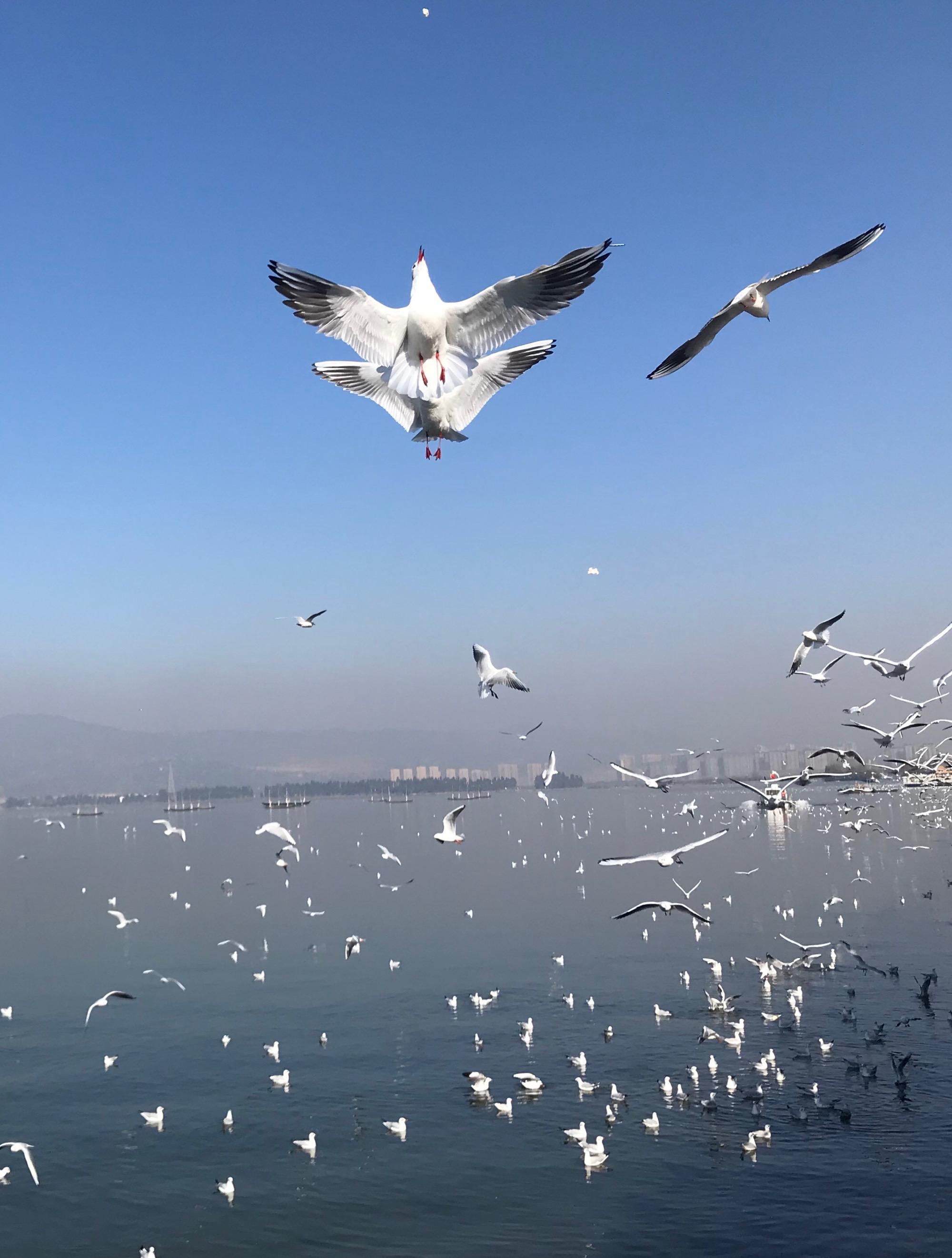 今年下半年到明年,昆明有关部门将举行盛大的庆祝和纪念活动.