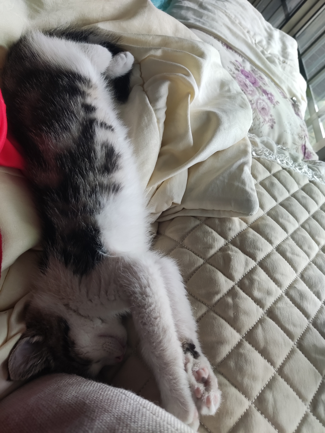 当你看到这只黑白相间的猫,蜷缩在一张床上,睡得正香,你是否也会感到