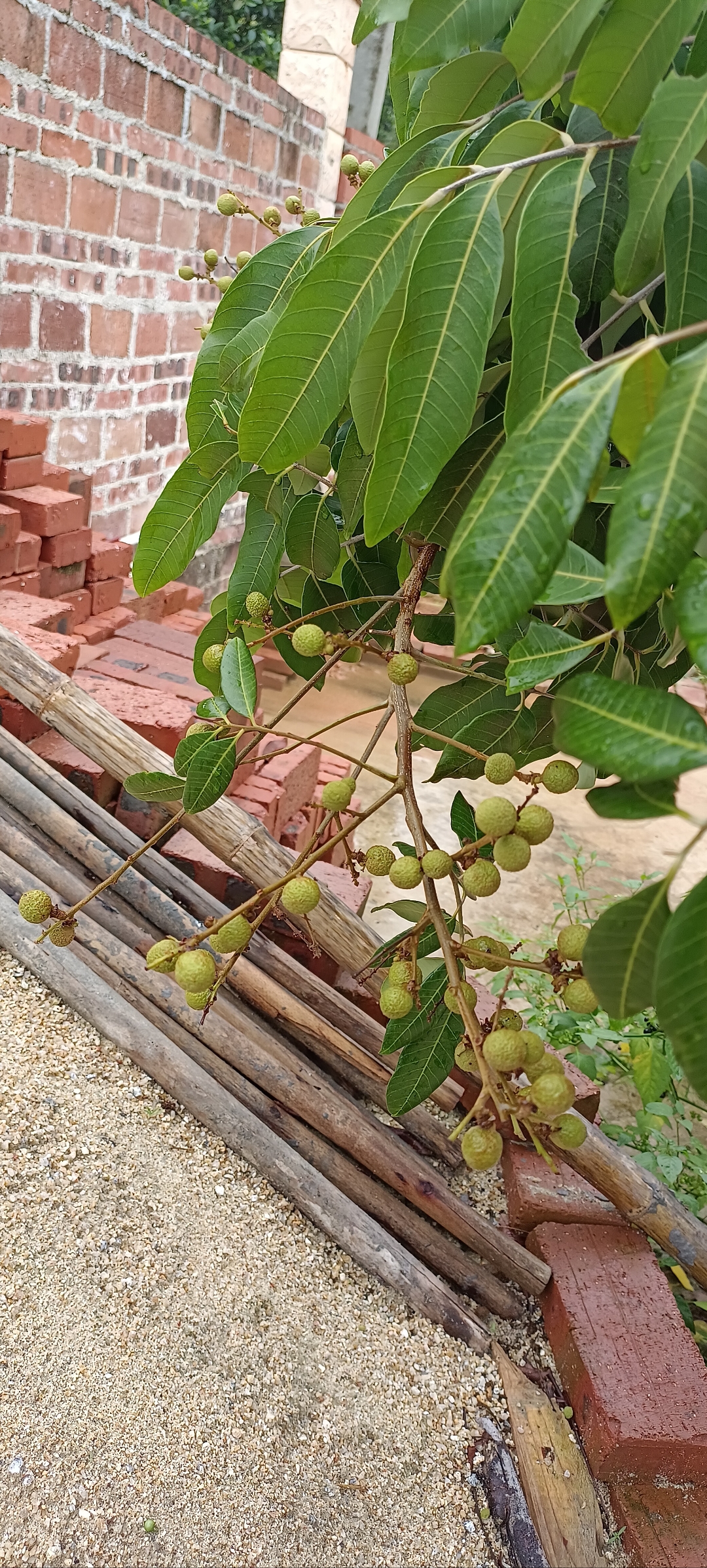 老家那棵龙眼树正在保果期