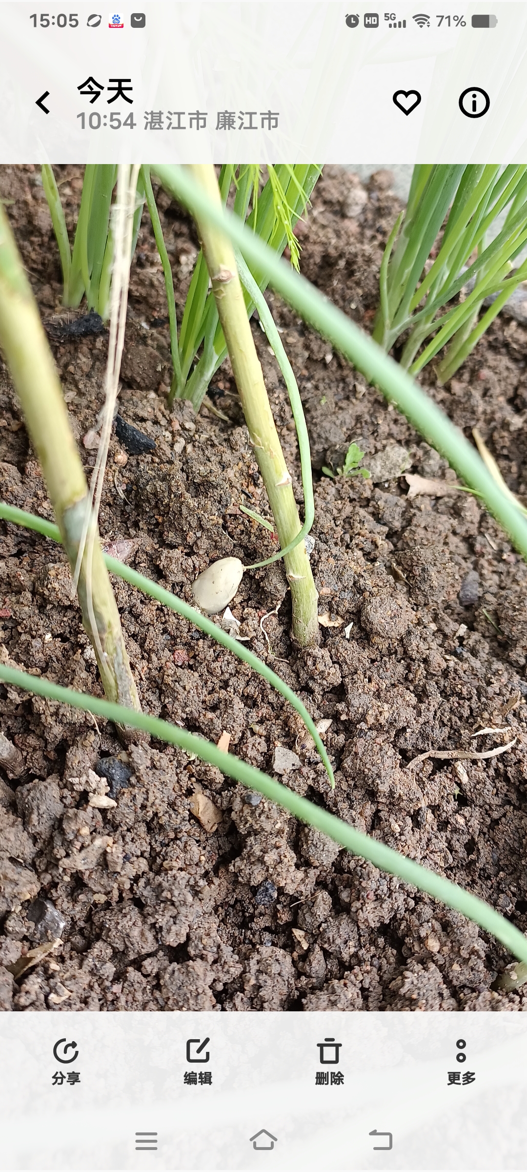 耧上的芦笋出芽壮