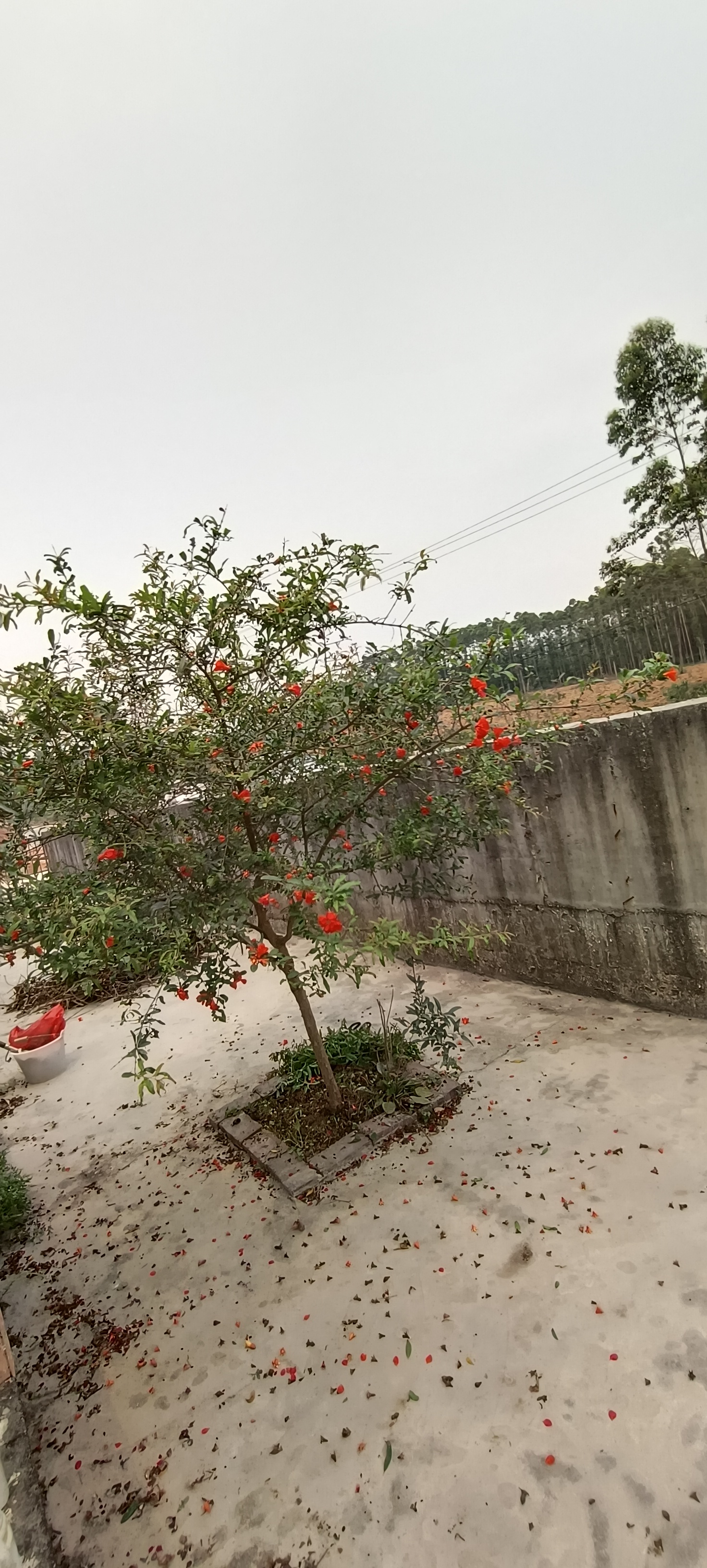 老家的那棵石榴花开红红火火.