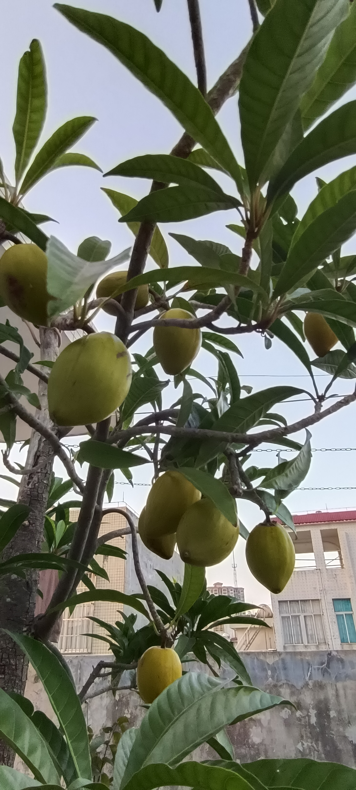 老蛋黄果树春吐花蕾冬熟果实