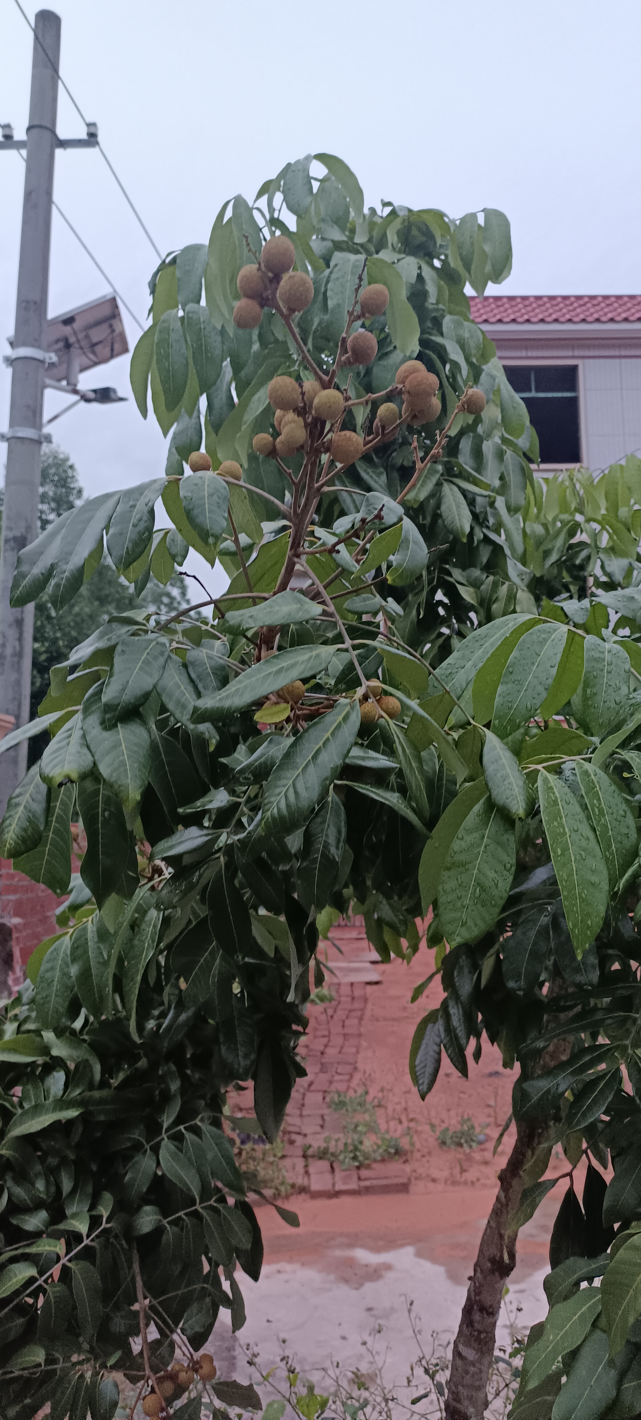 桂圆树生长适应地区图片