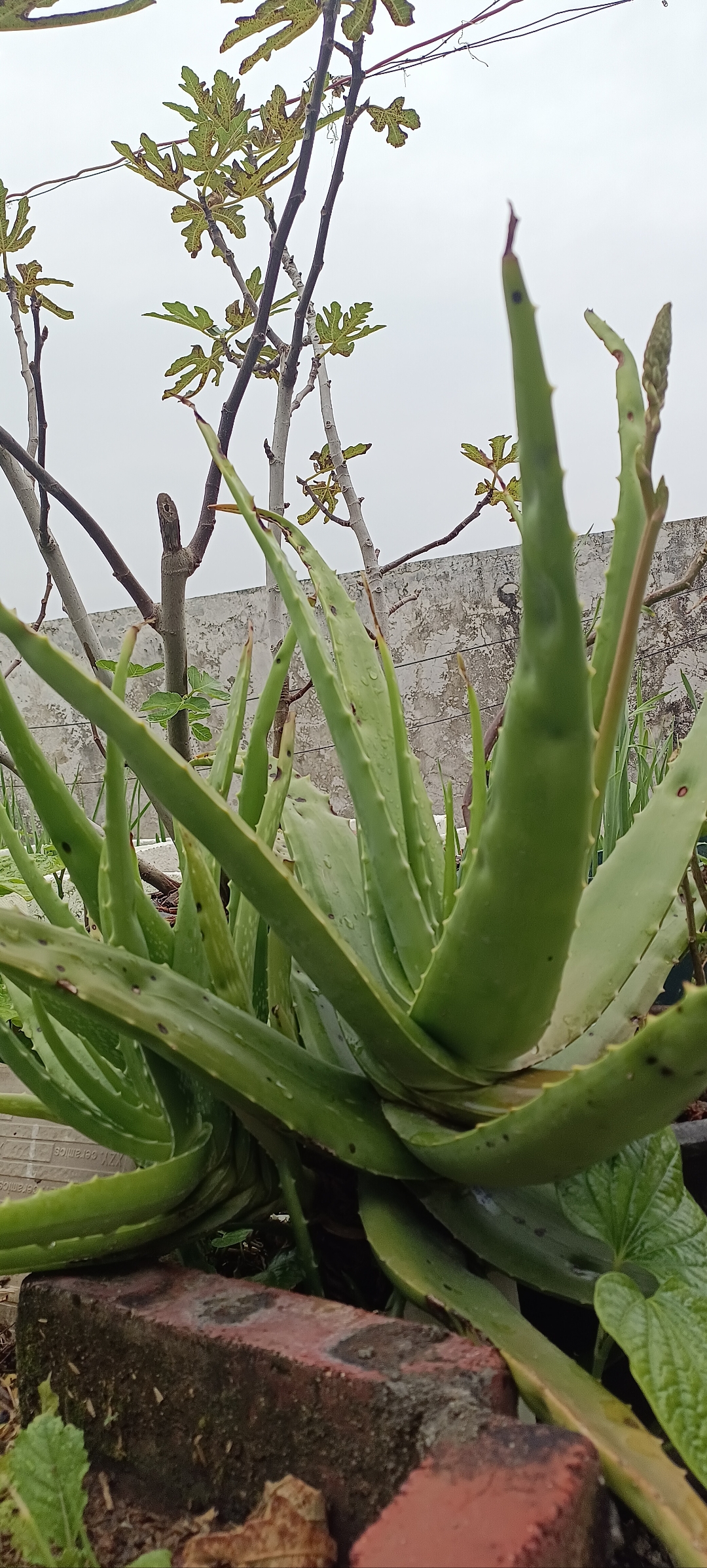 芦荟开花迎冬来