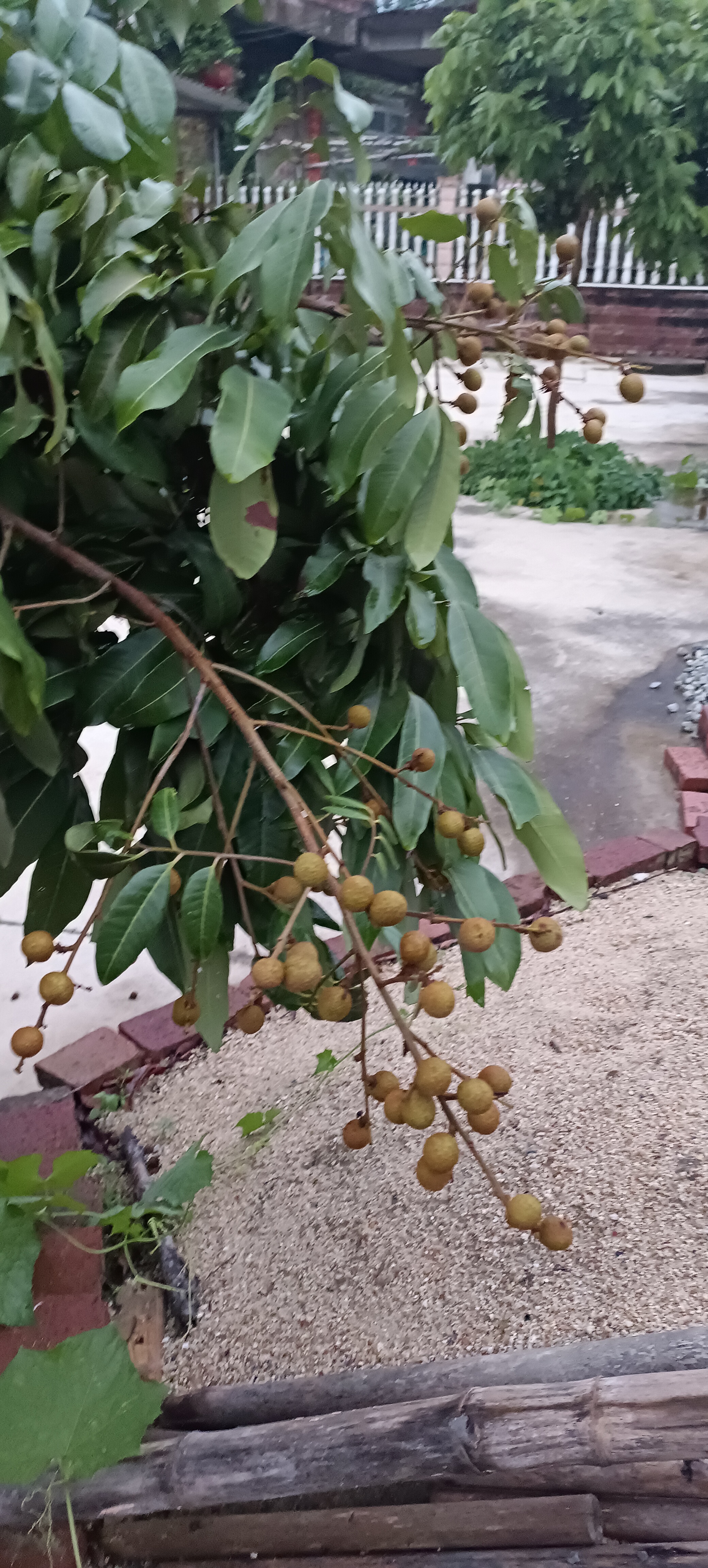 老家的龙眼树与果