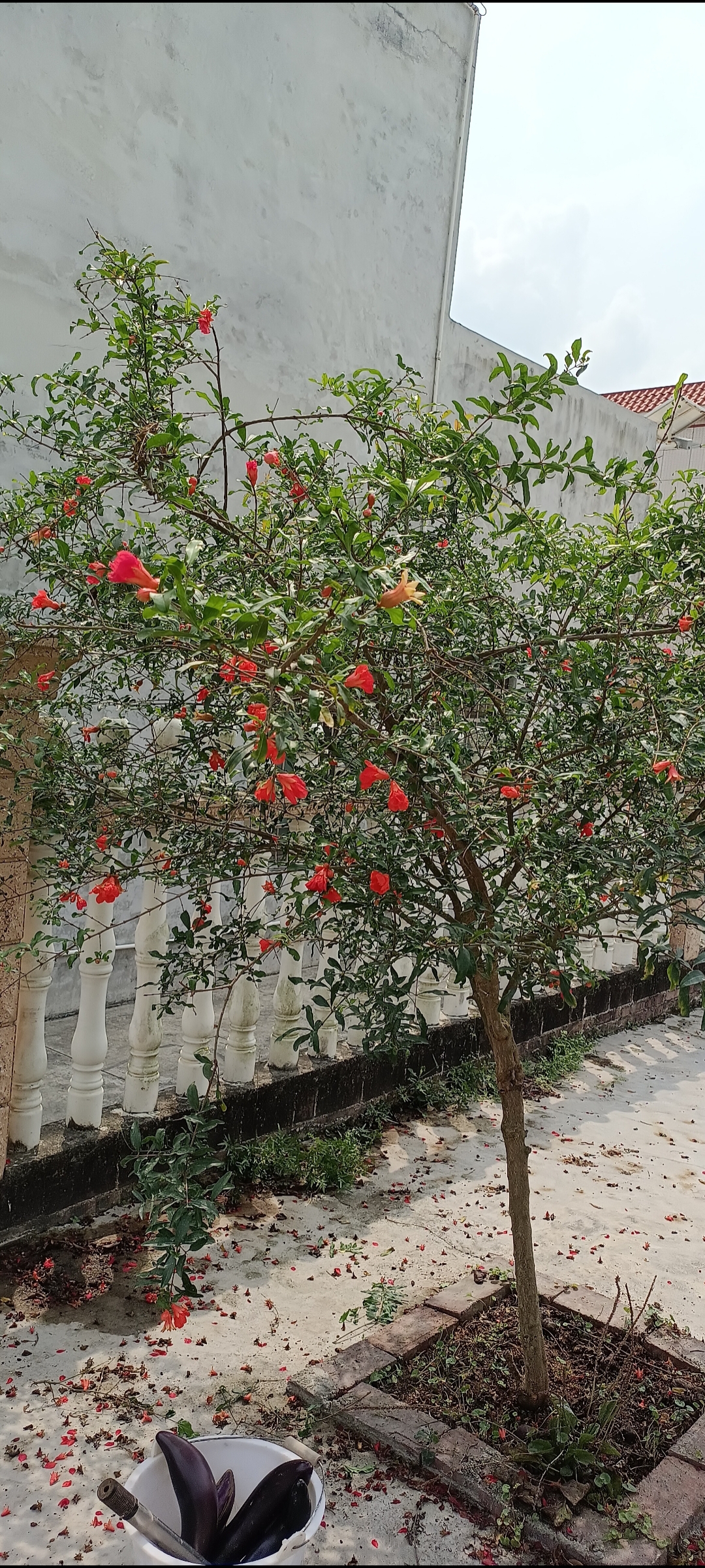 老家那棵四季开花的小石榴树