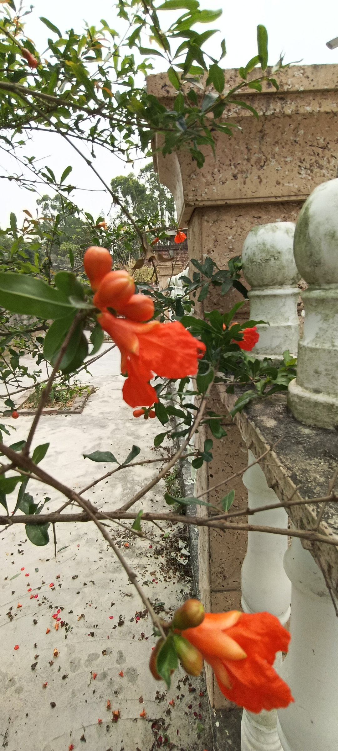 老家的那棵石榴花开红红火火.