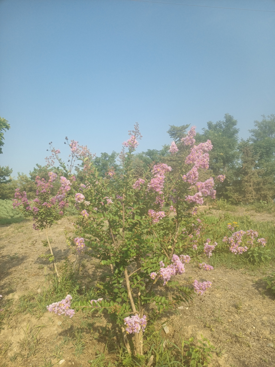 一群玉女舉紅傘, 幾片青雲幻彩霞. 香無釋,願多賒.曾經天闕帝星家.