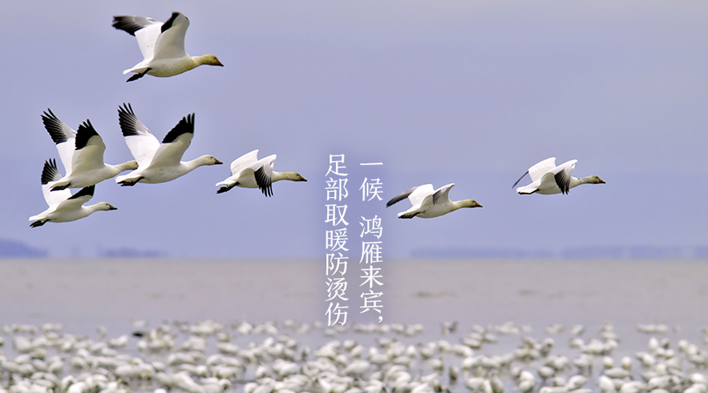 寒露一候鸿雁来宾  文/余自农  露凝寒夜结清霜,后雁如宾别北乡.