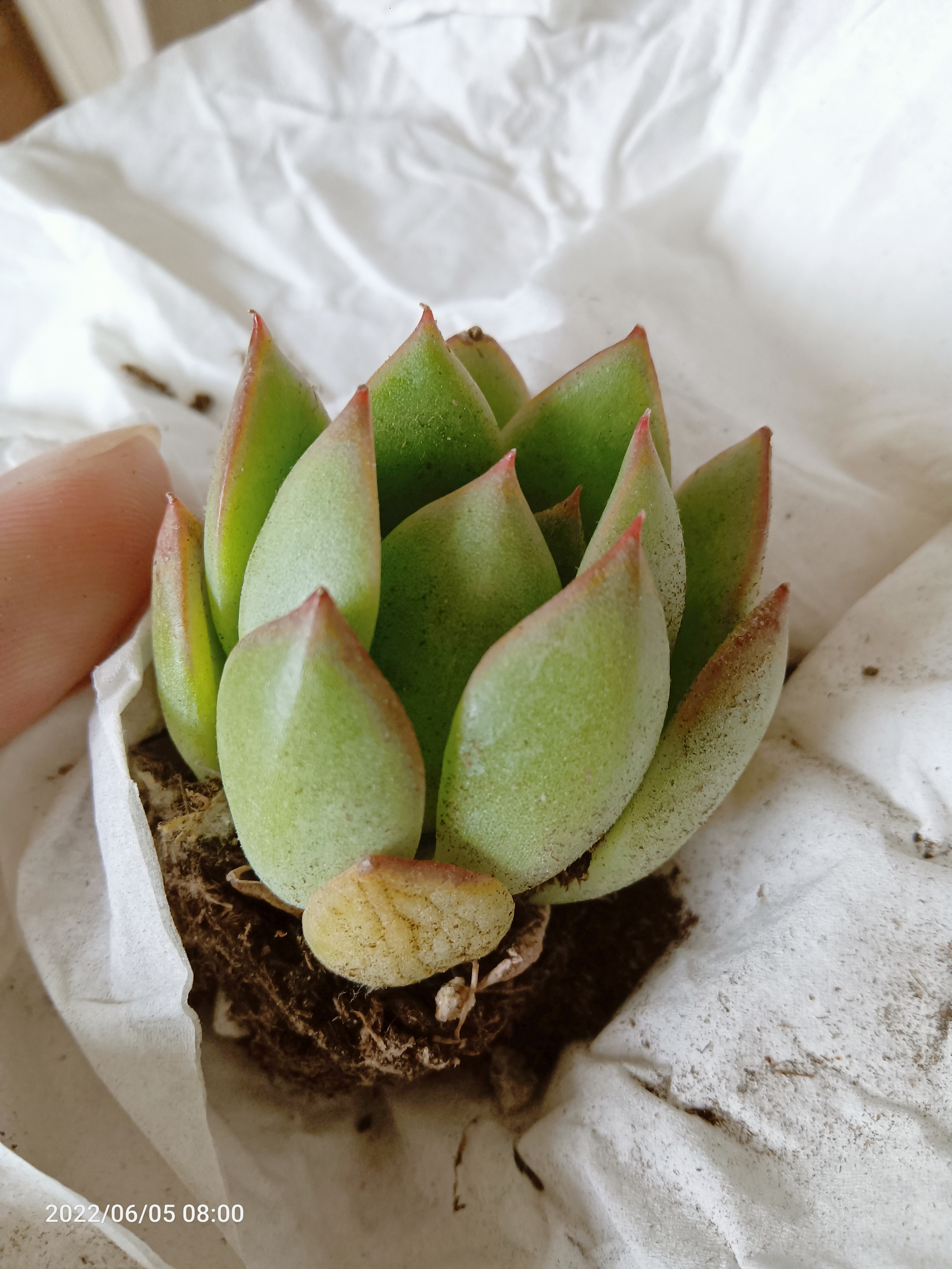 多肉植物# 在网上免费领养了3颗多肉,分别是青涩时光,群月冠,秋 