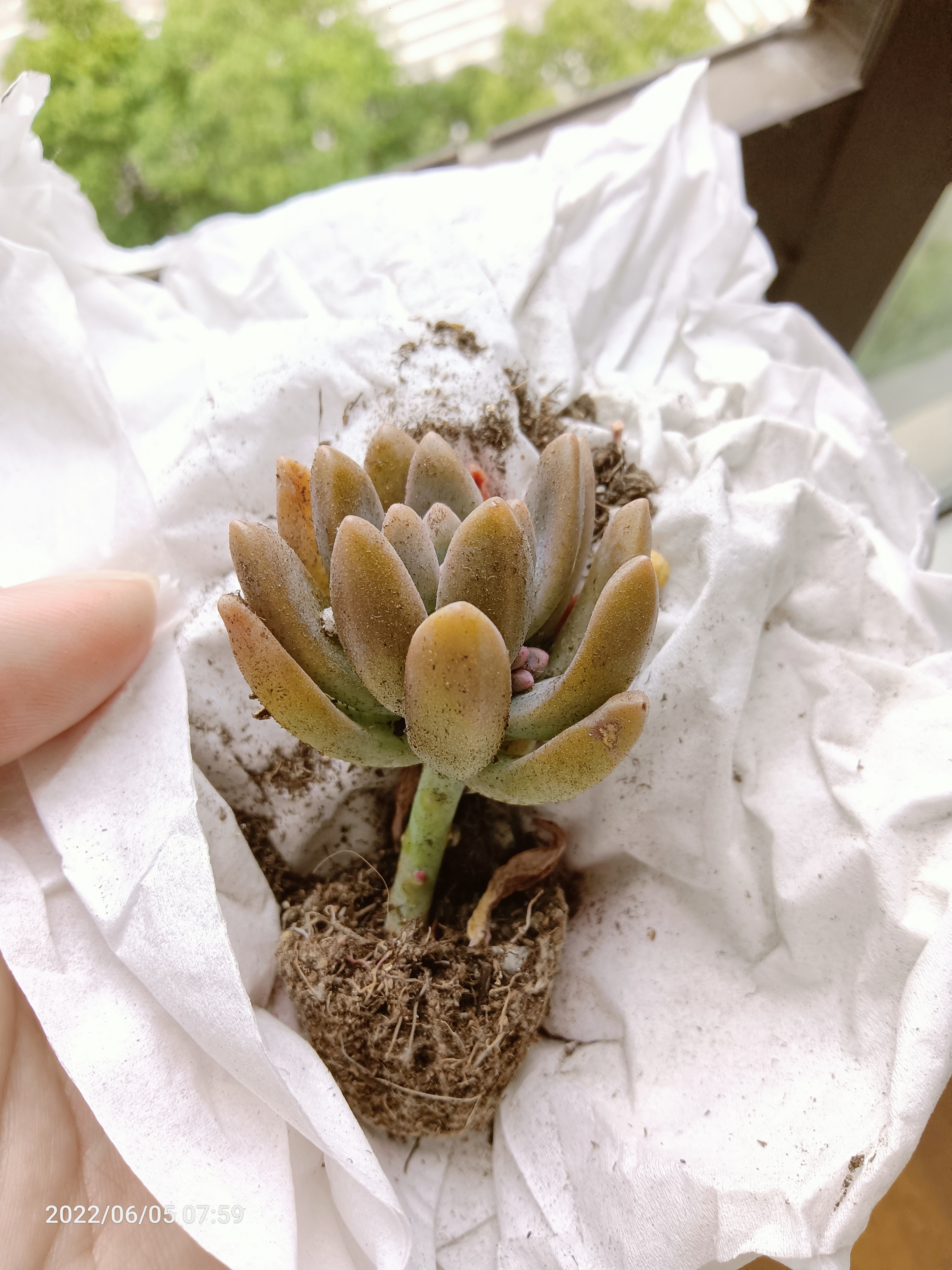 多肉植物# 在网上免费领养了3颗多肉,分别是青涩时光,群月冠,秋 