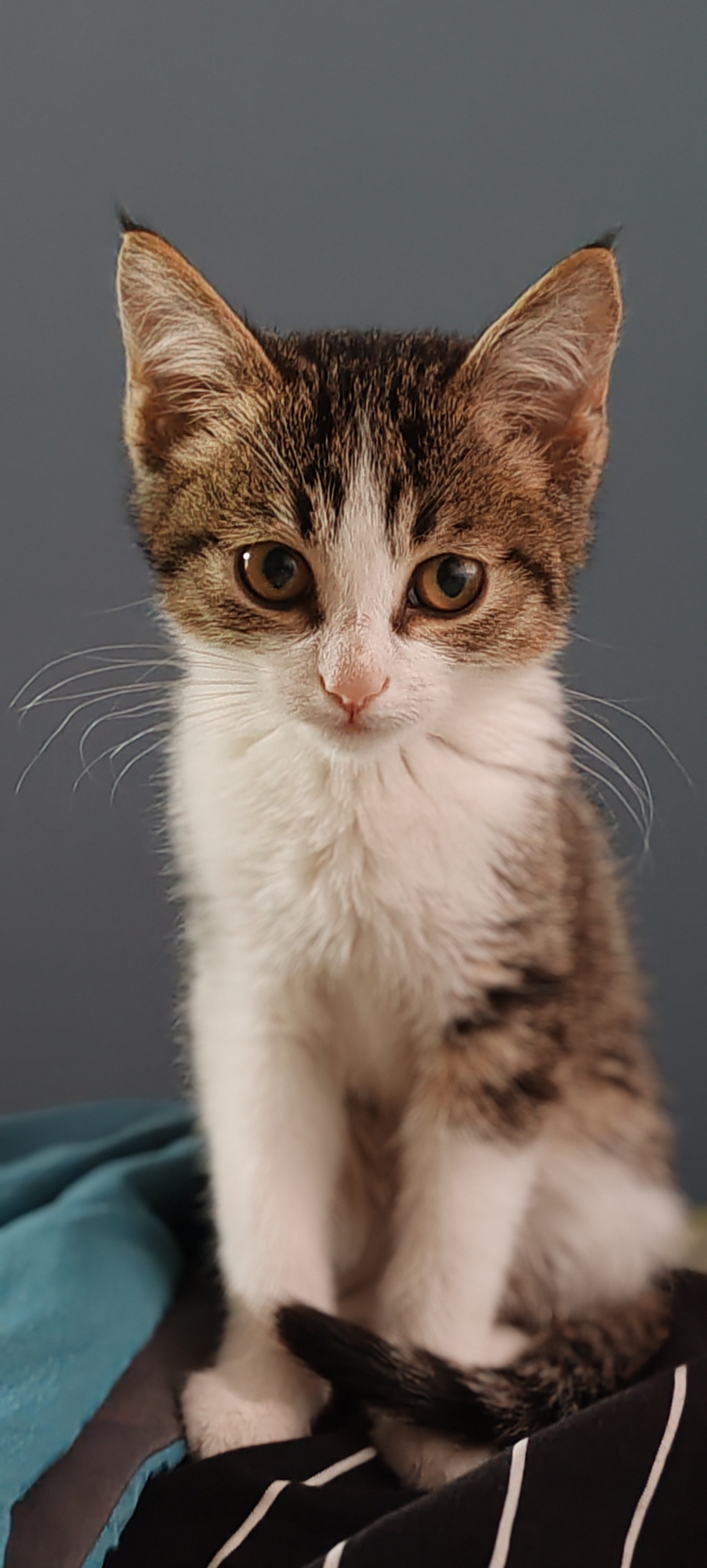 "这小猫真的是超级可爱啊!