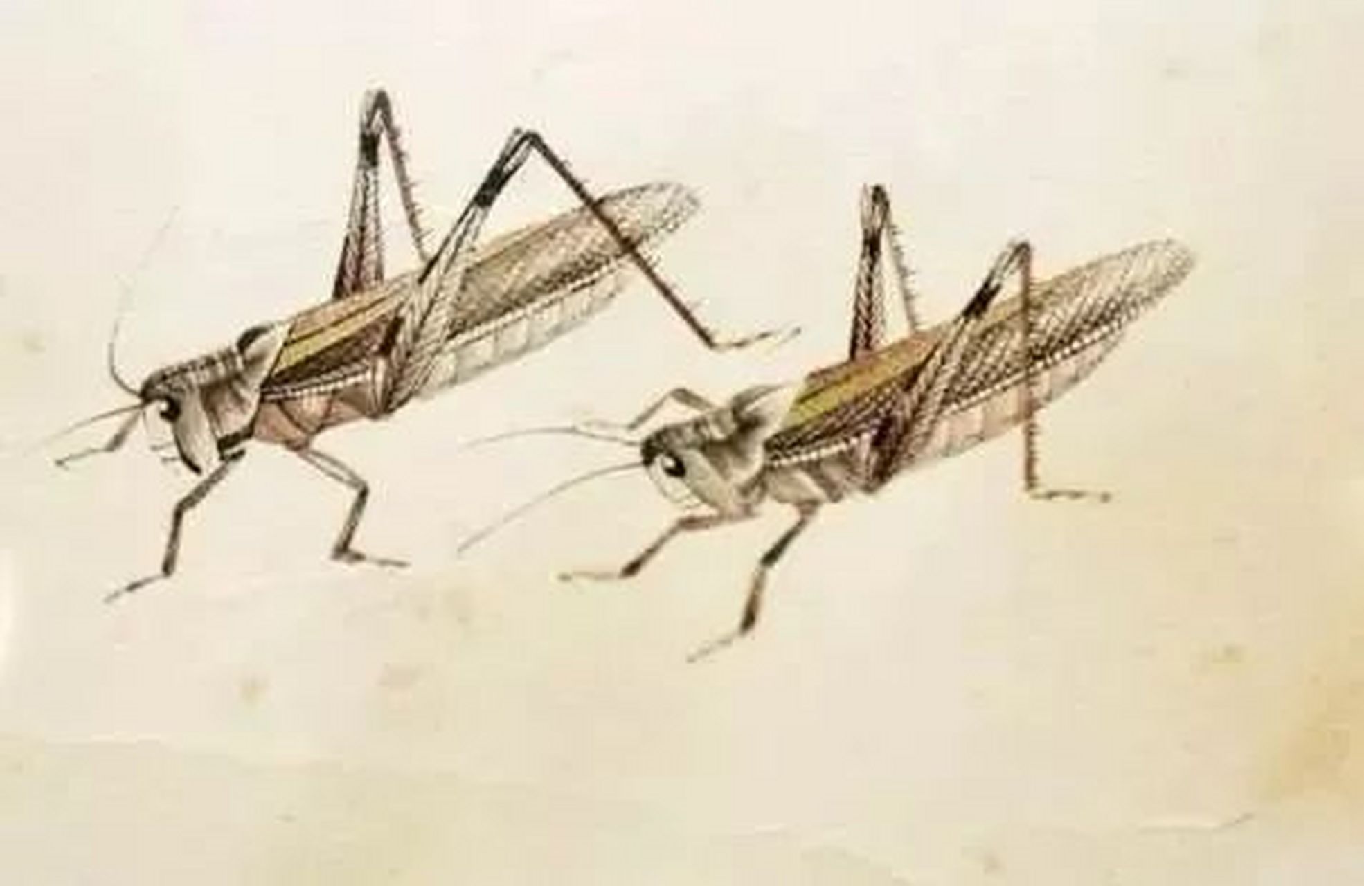 百度秋冬打卡挑战赛#齐白石的草虫蚂蚱,栩栩如生,活灵活现#金秋图文