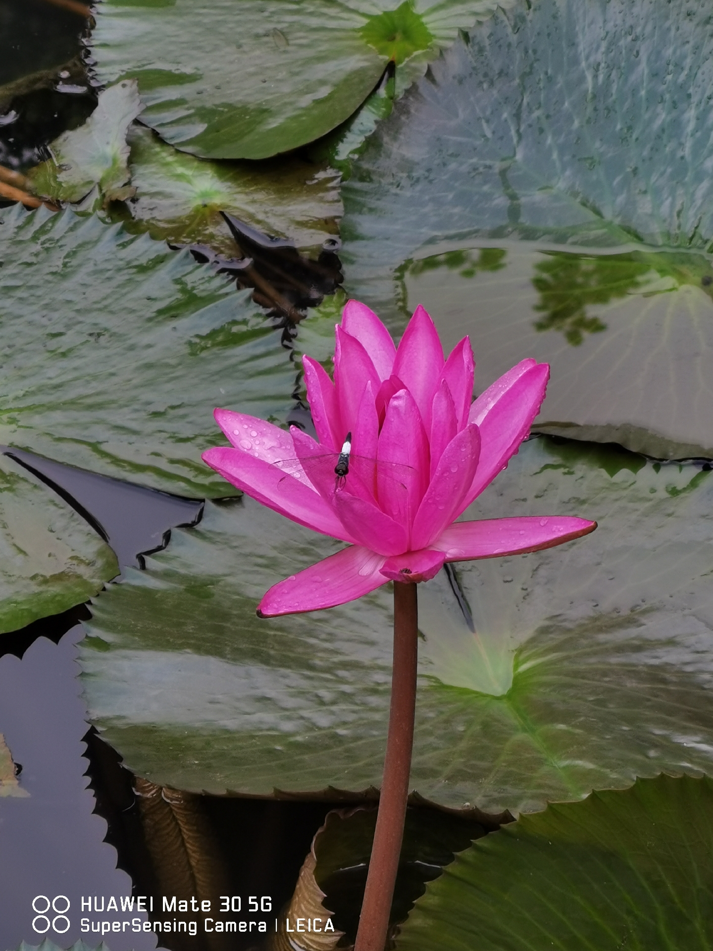 在野象谷偶拍一只调皮的小蜻蜓立在荷花的上头, 蜻蜓与荷叶相依偎的