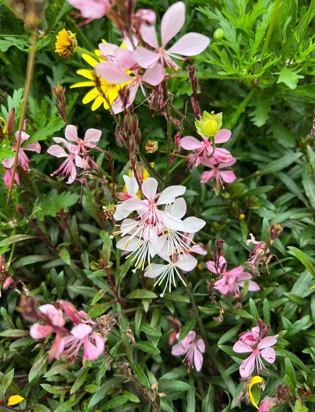 山桃草因其花朵颜色与桃花相似而得名