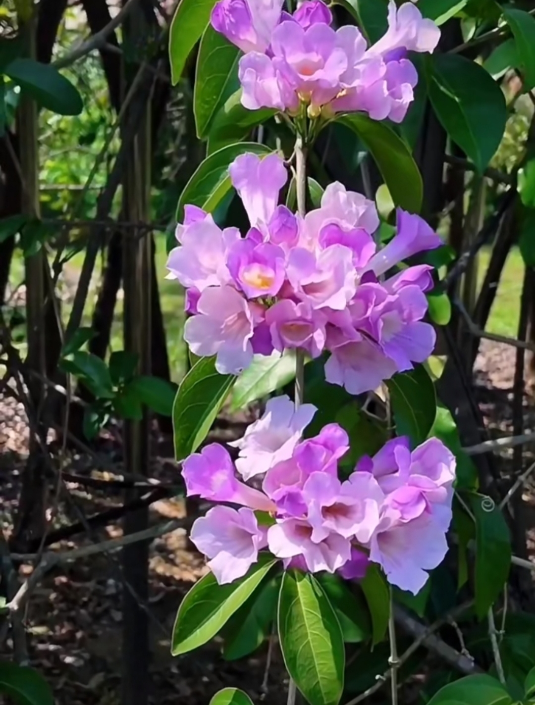 蒜香藤是一种具有独特魅力的植物.
