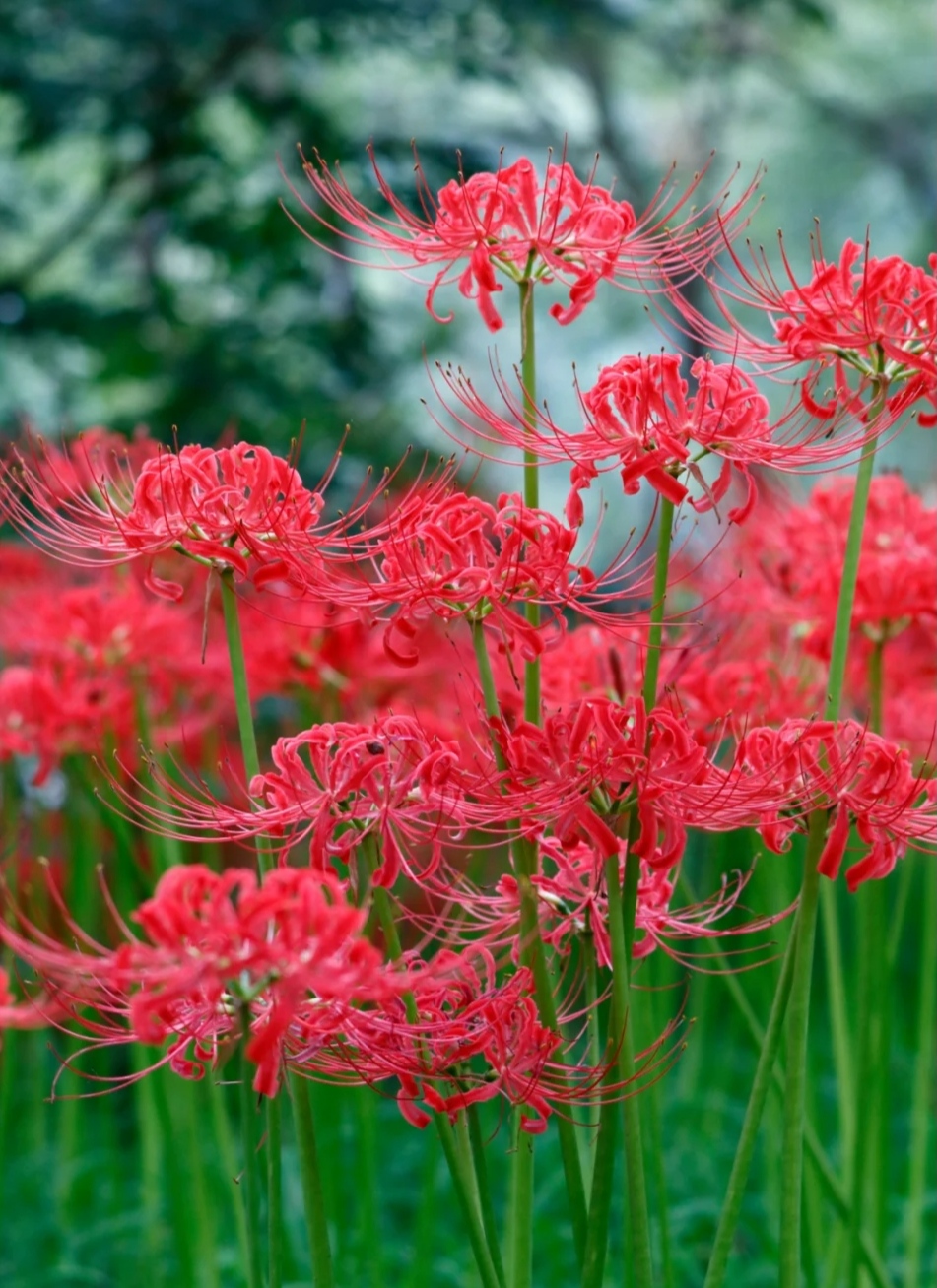 herb. 别名:龙爪花,蟑螂花,红花石蒜