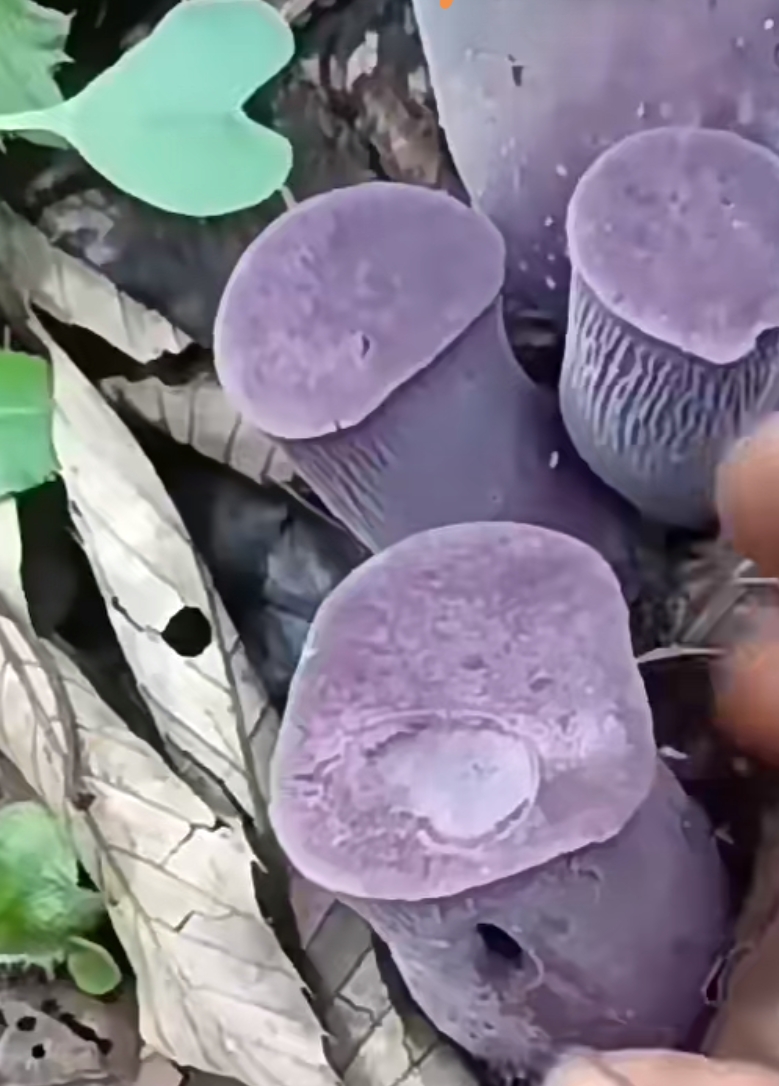 紫色顶固菌,菌体小巧精致.